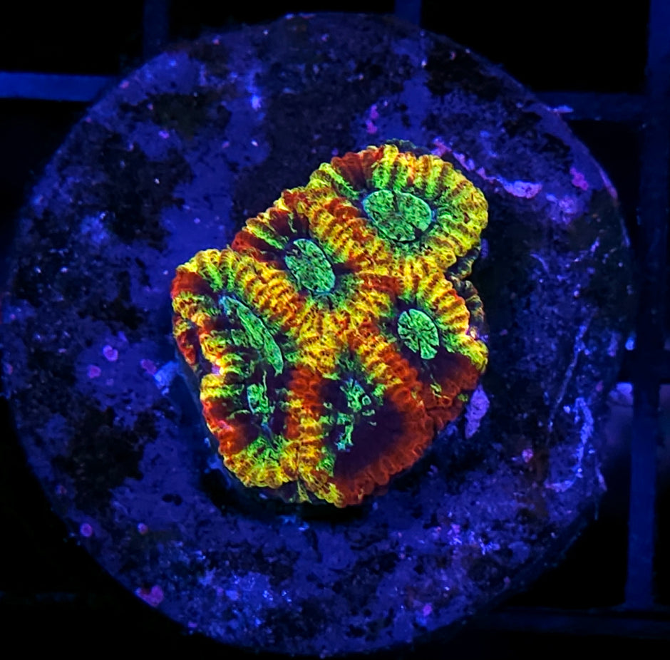 HF Wizard of OZ Micro Favia