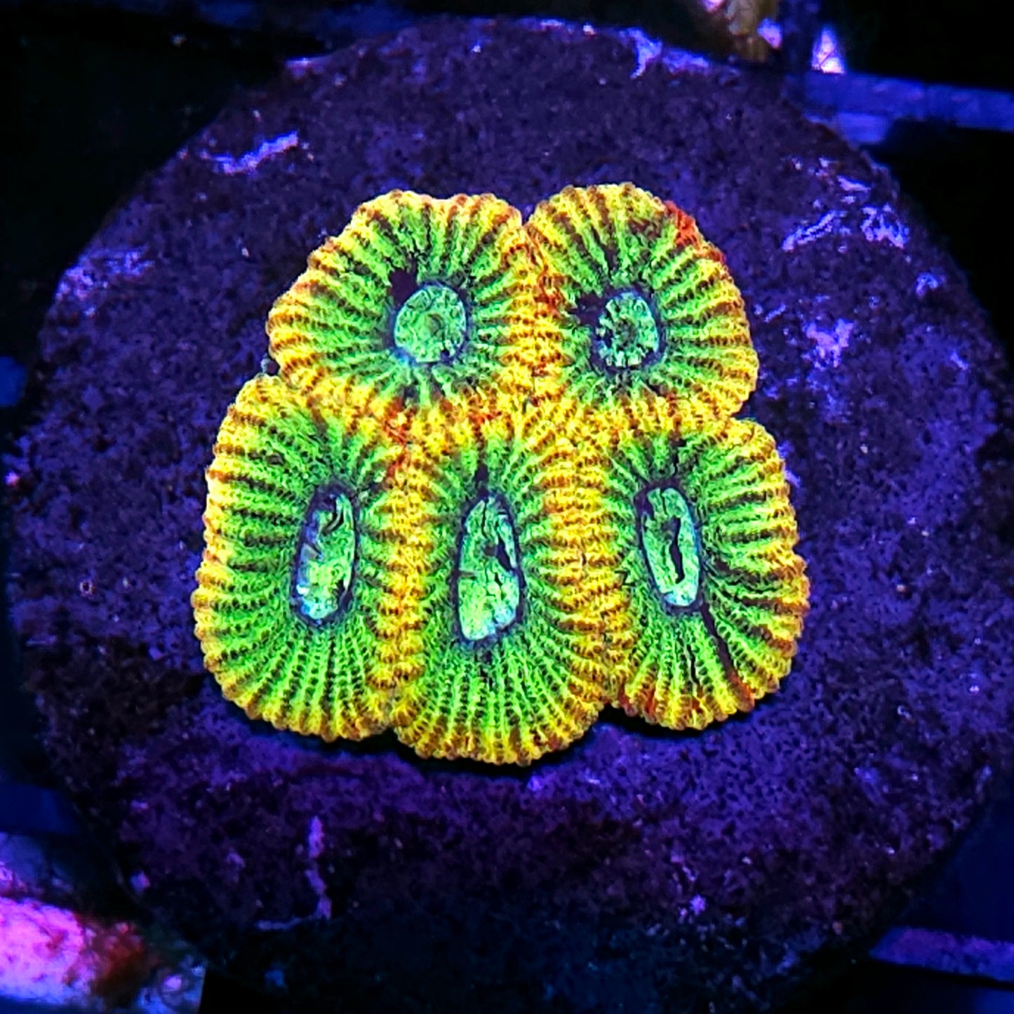 HF Banshee Micro Favia