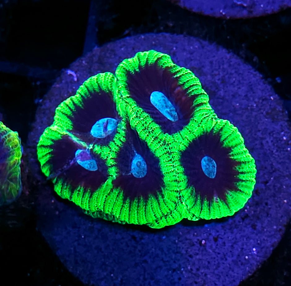 Gotham City Micro Favia