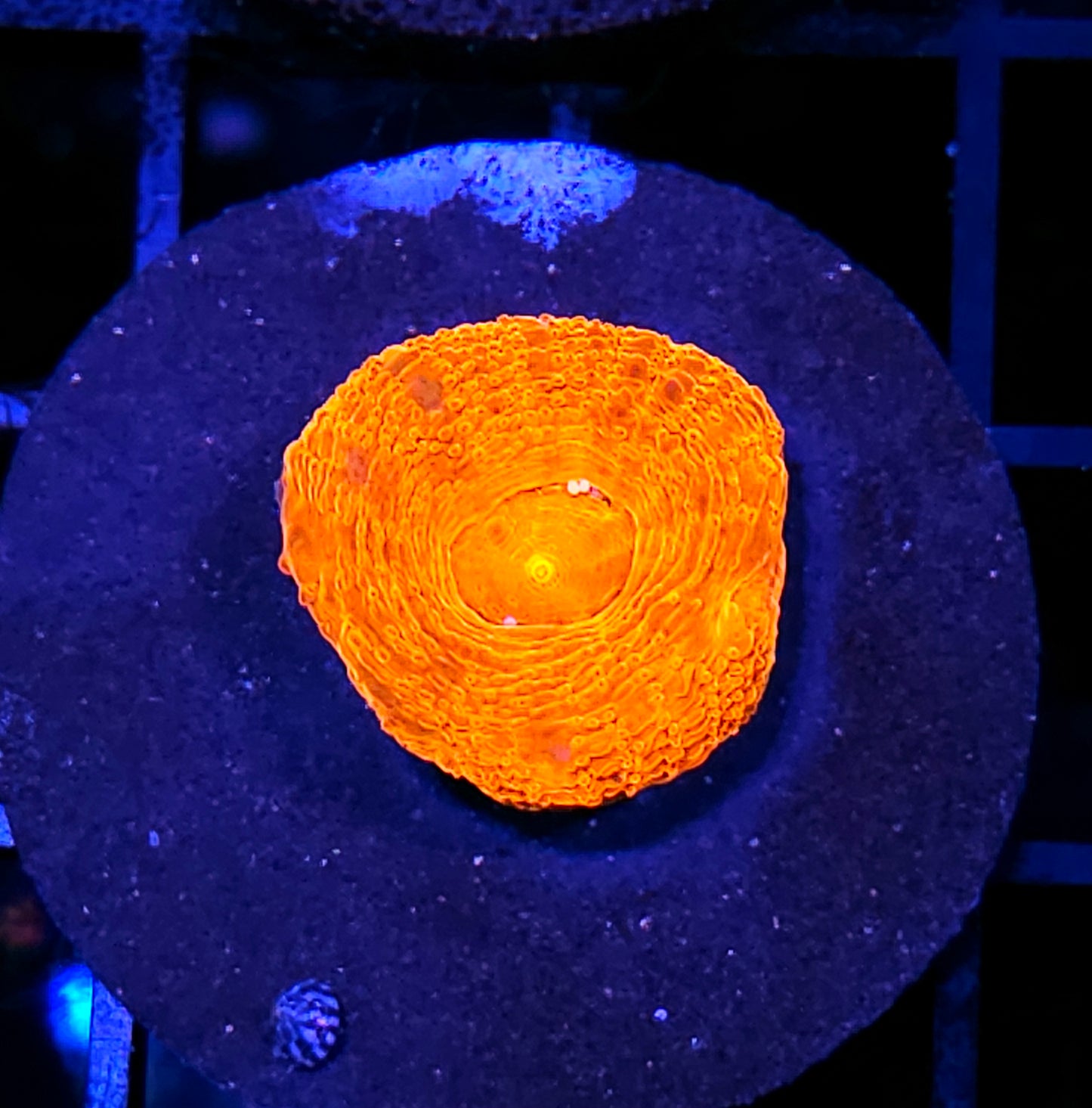 Lava Bomb Bowerbanksi
