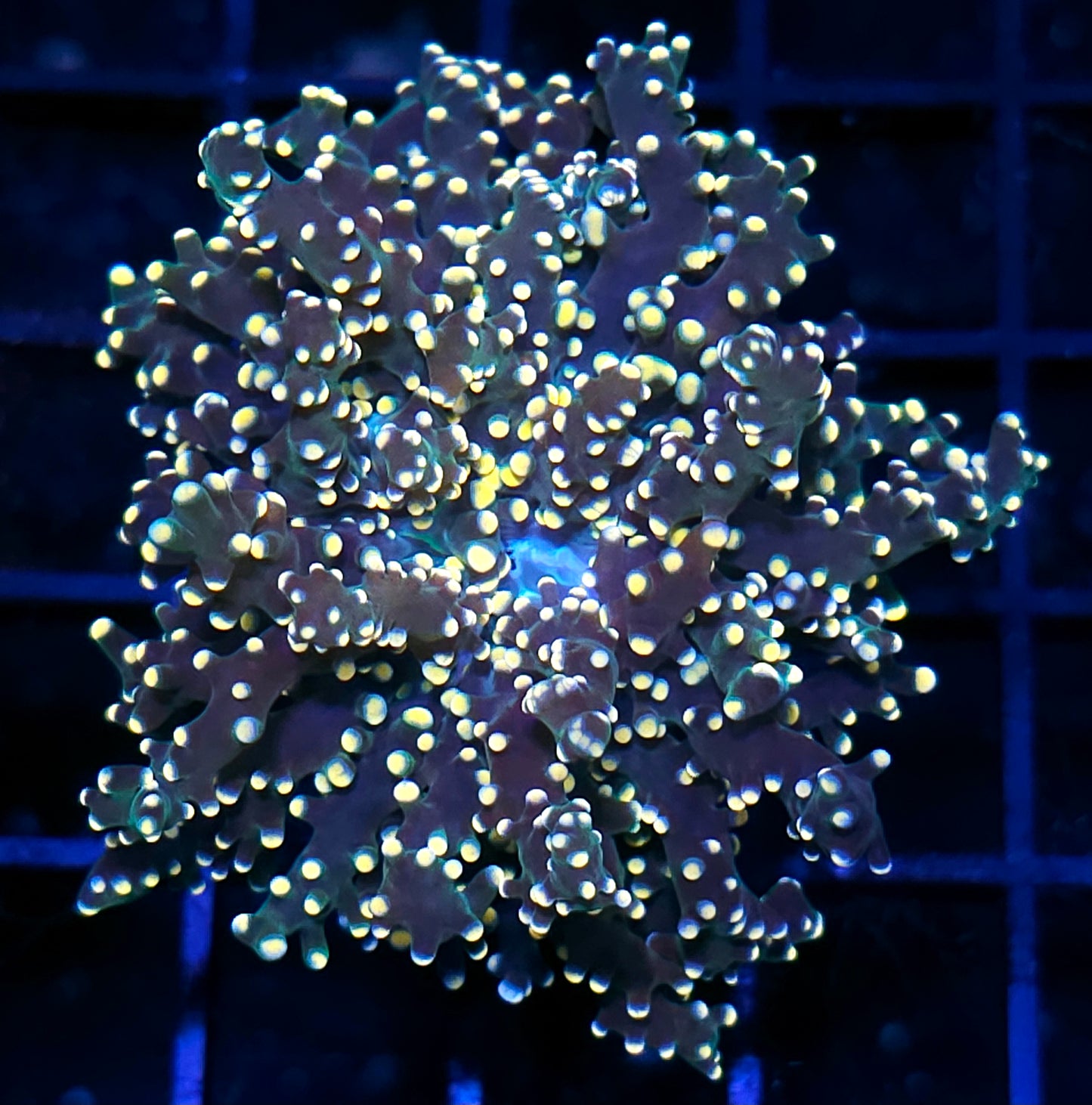 Space Raiders Frogspawn