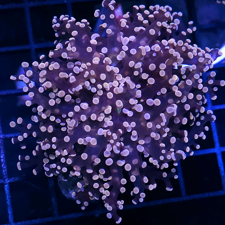Orange Frogspawn