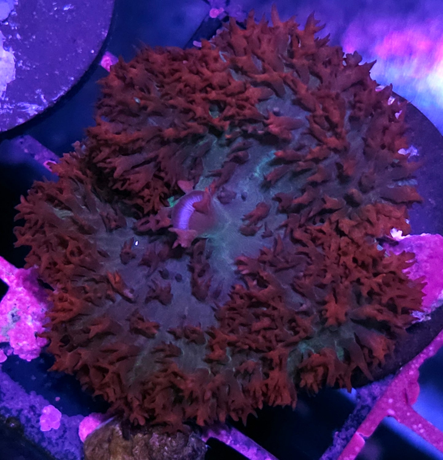 Stunning St Thomas Mushroom