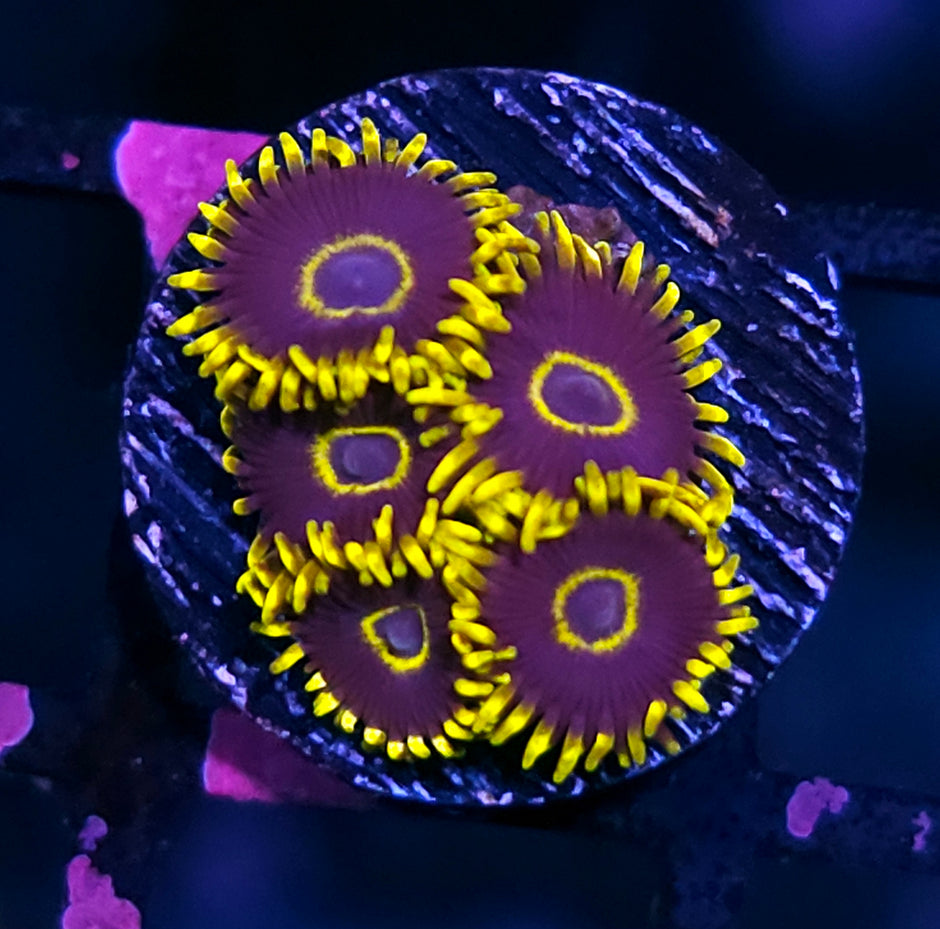 Purple Hornet Zoas