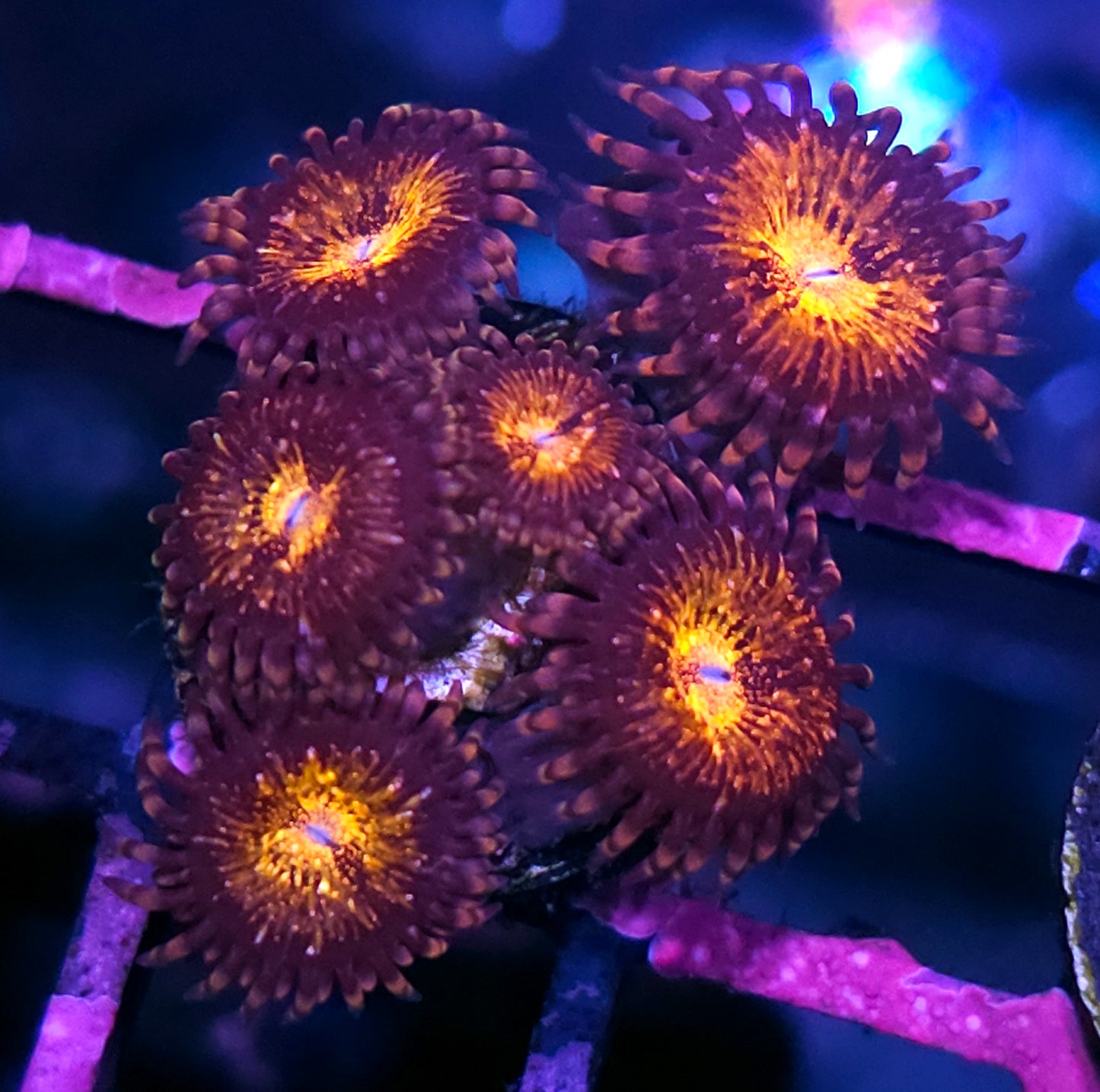 Pandora Zoas