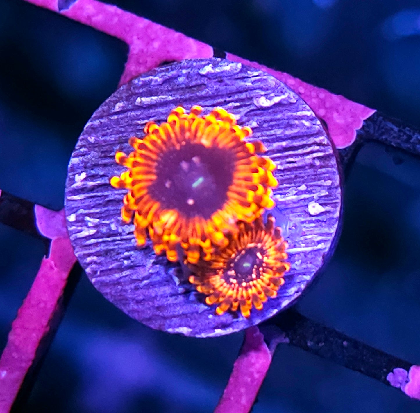 DR Utter Chaos Zoas