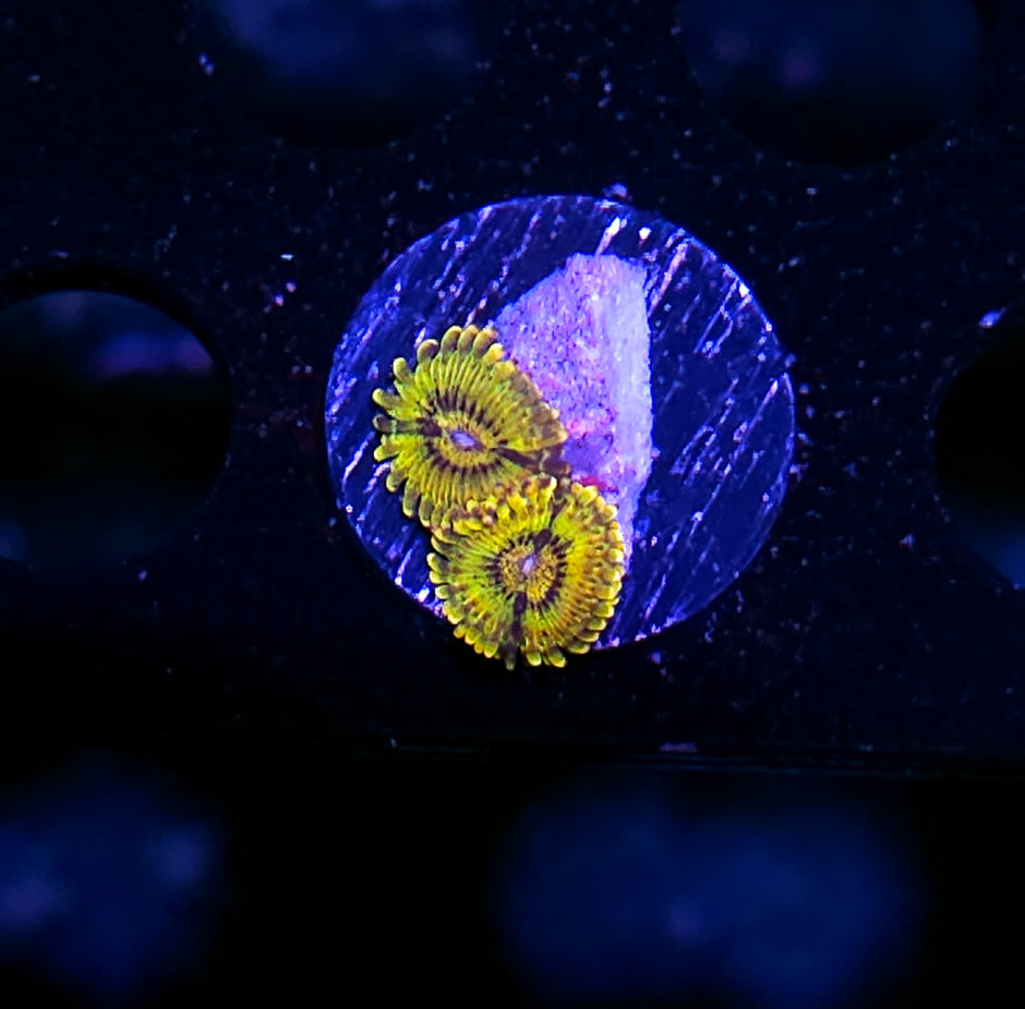 HF Gold Krak Zoas