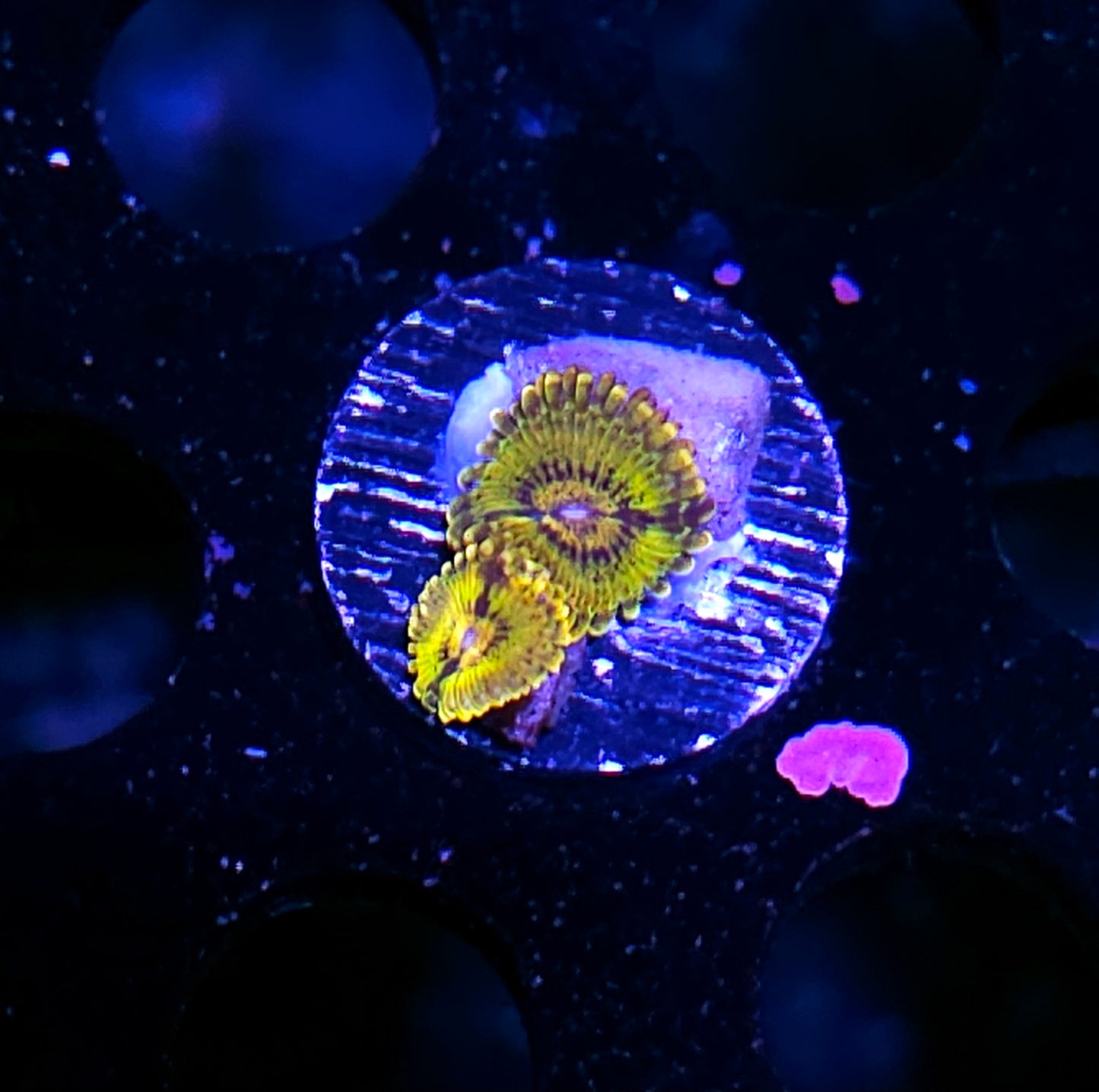 HF Gold Krak Zoas