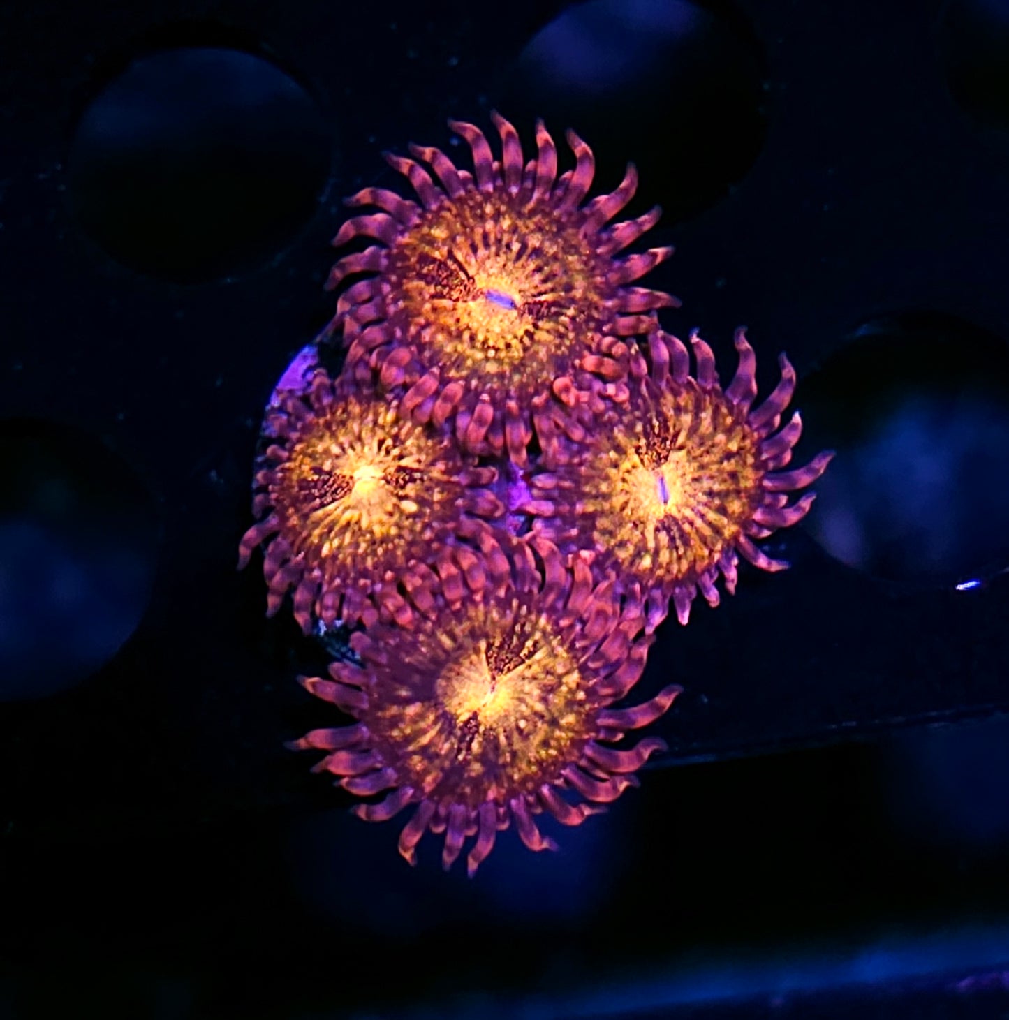 Pandora Zoas