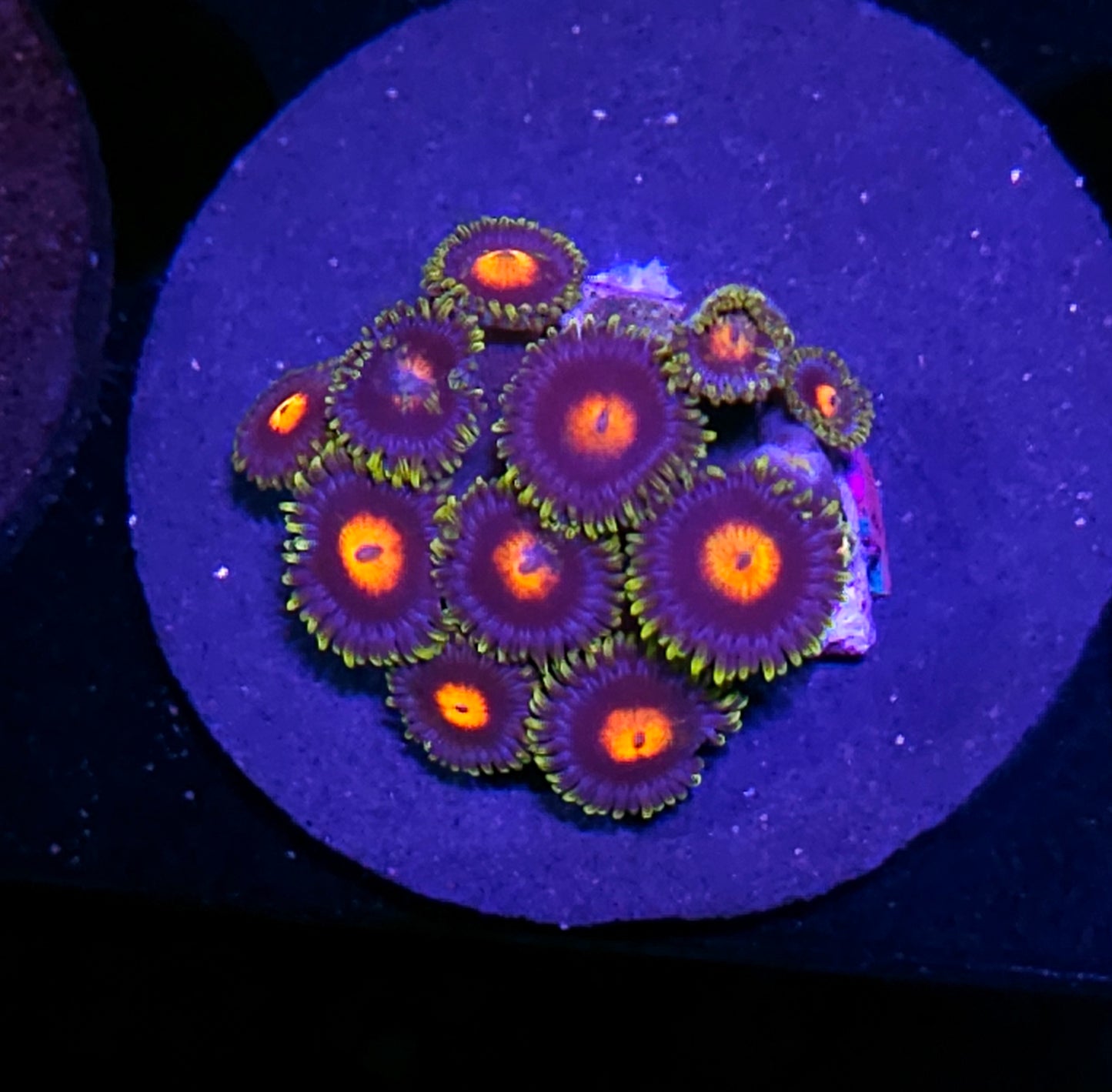 Paradise Zoas