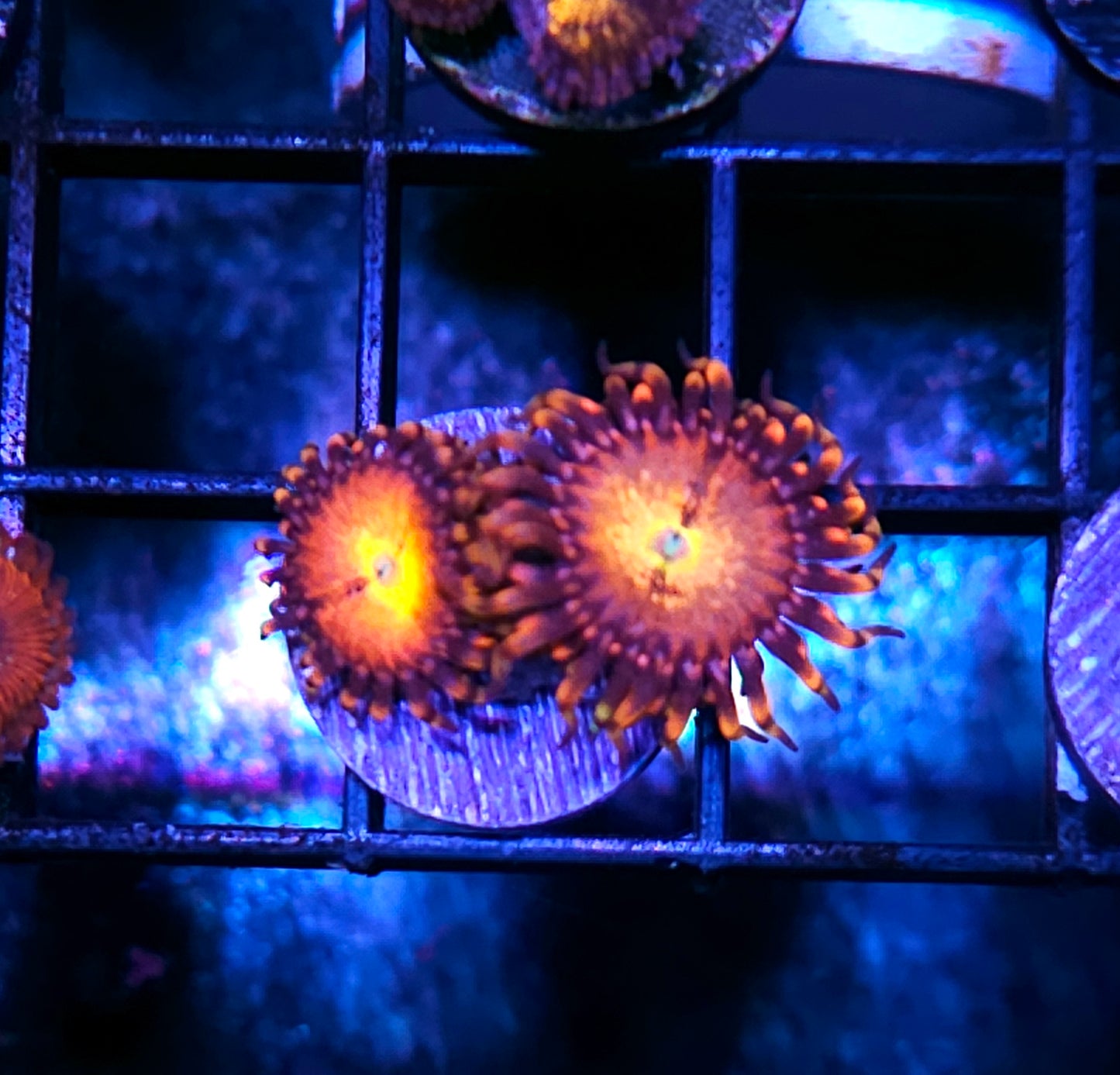 HF Sun Deities Zoas