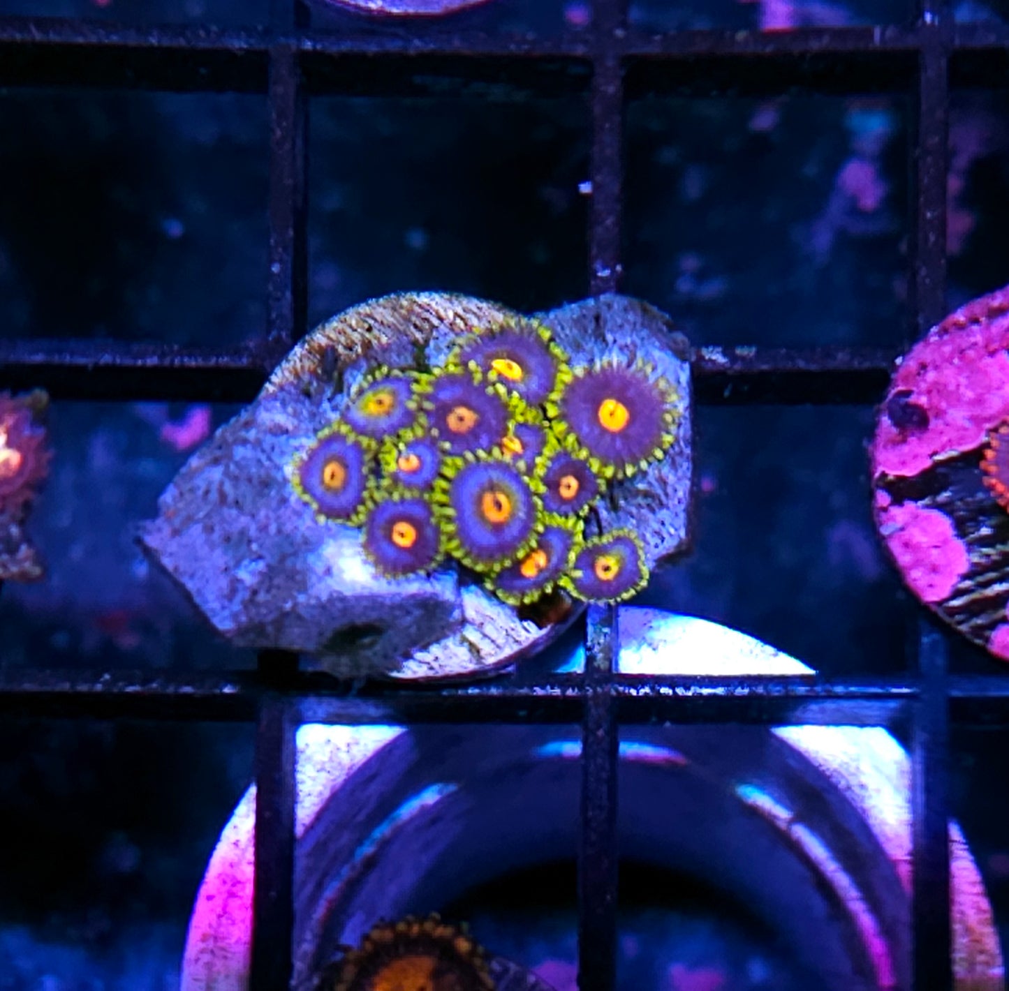 Skittles Zoas