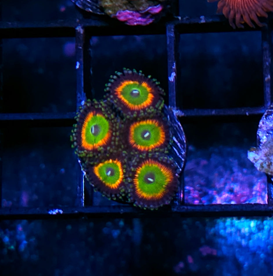 Riddicks Rainbow Zoas