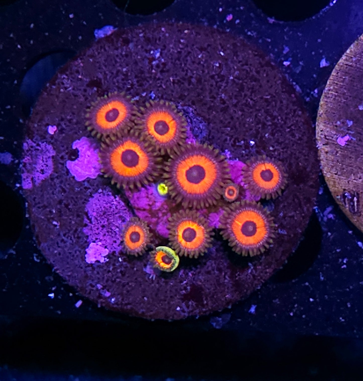 Peacock Eye Zoas