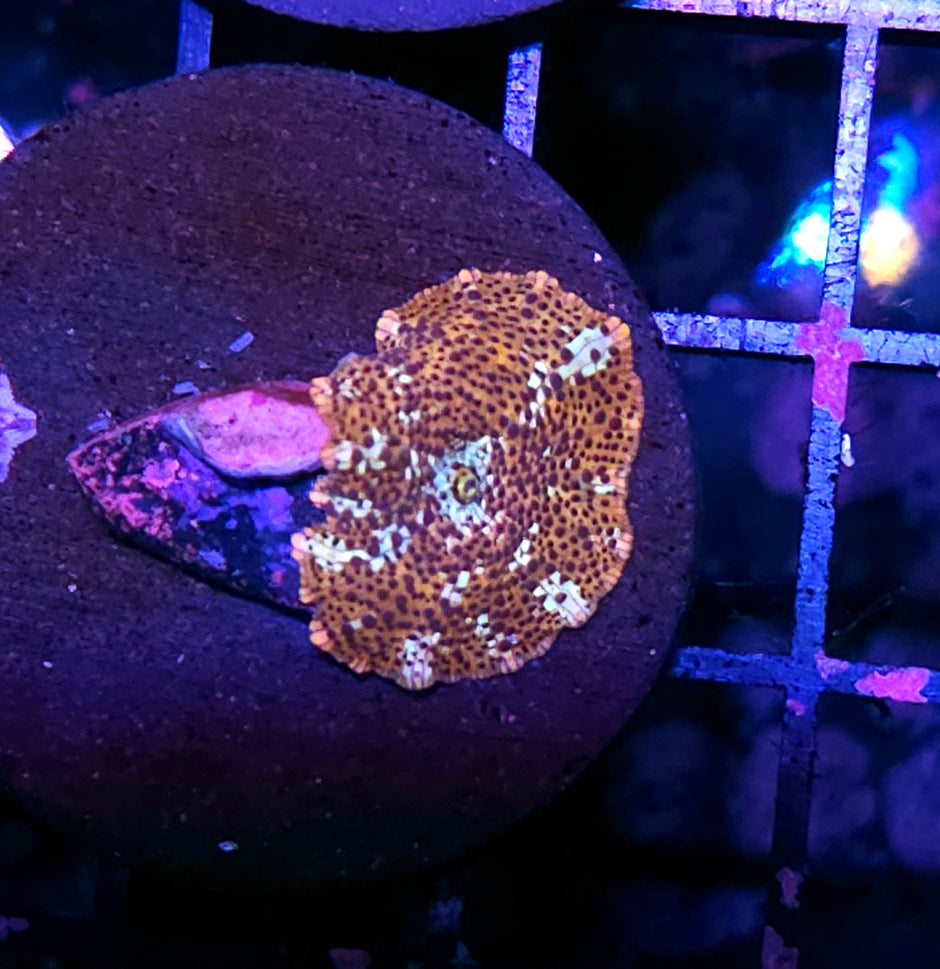 Cheetah Mushroom