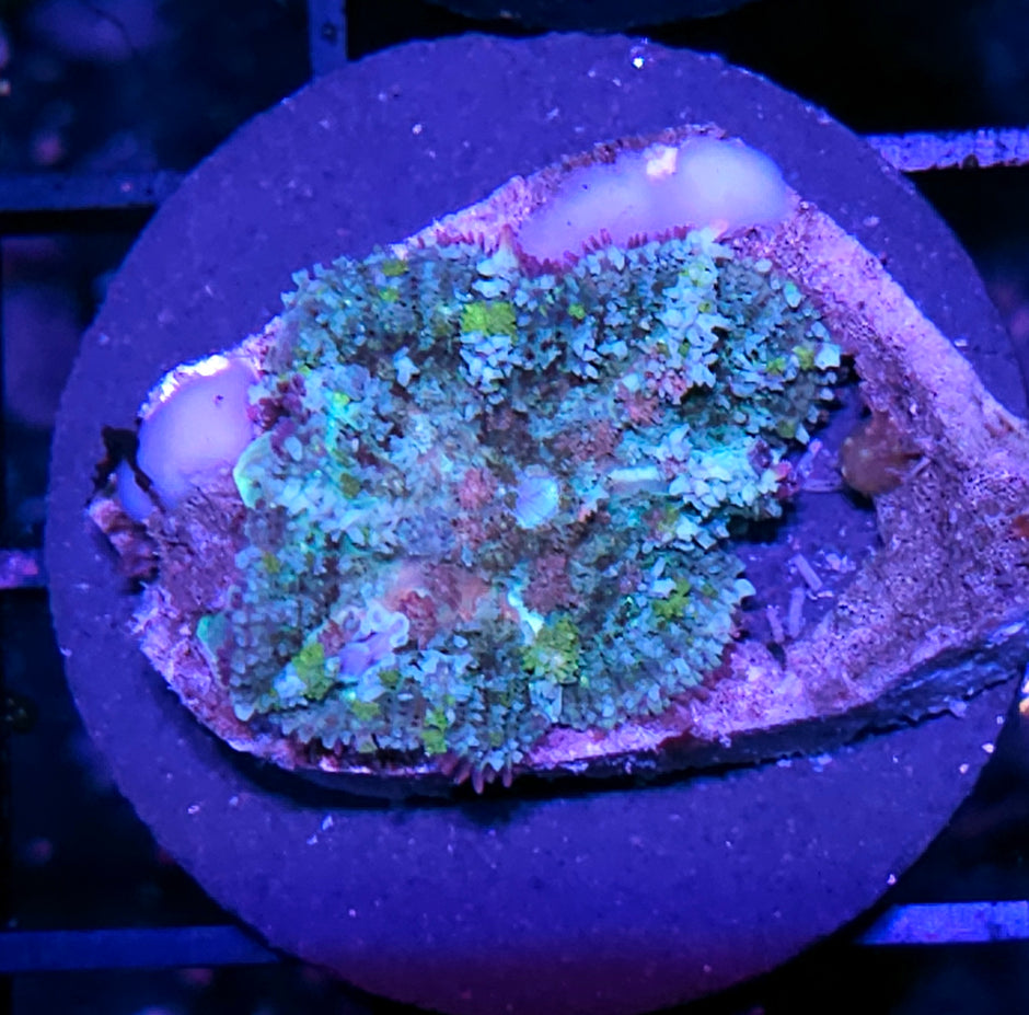HF Hobbit Bounce Mushroom