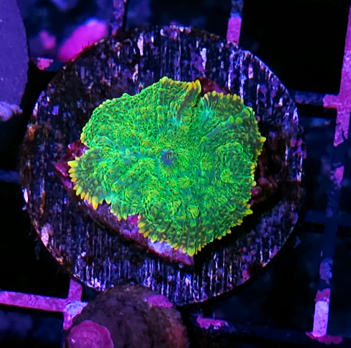 Gumball Orange Rim Mushroom