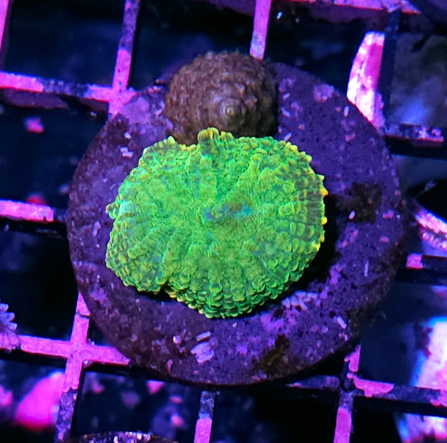 Gumball Orange Rim Mushroom