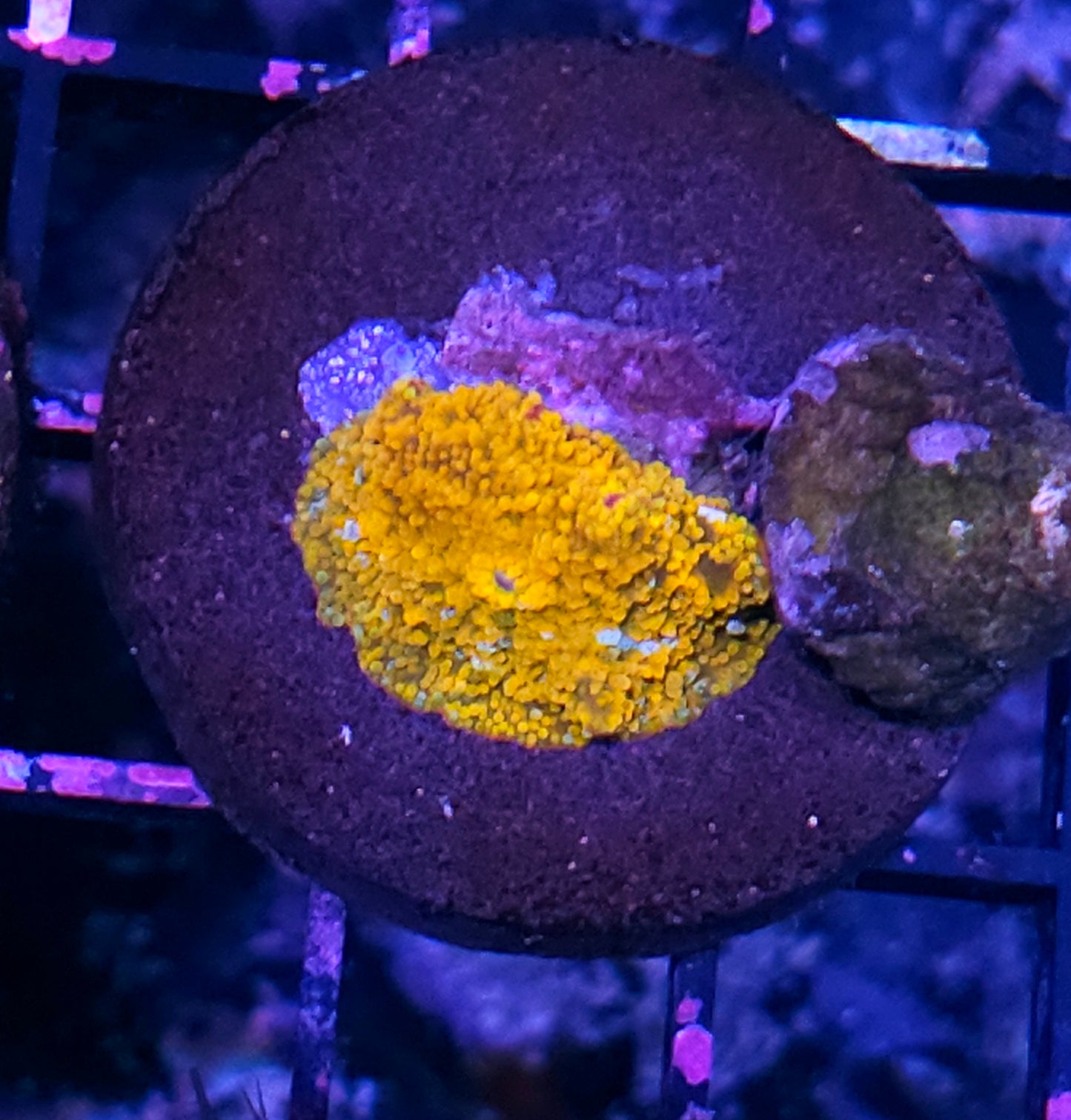 Epic Semi-Jawbreaker Mushroom