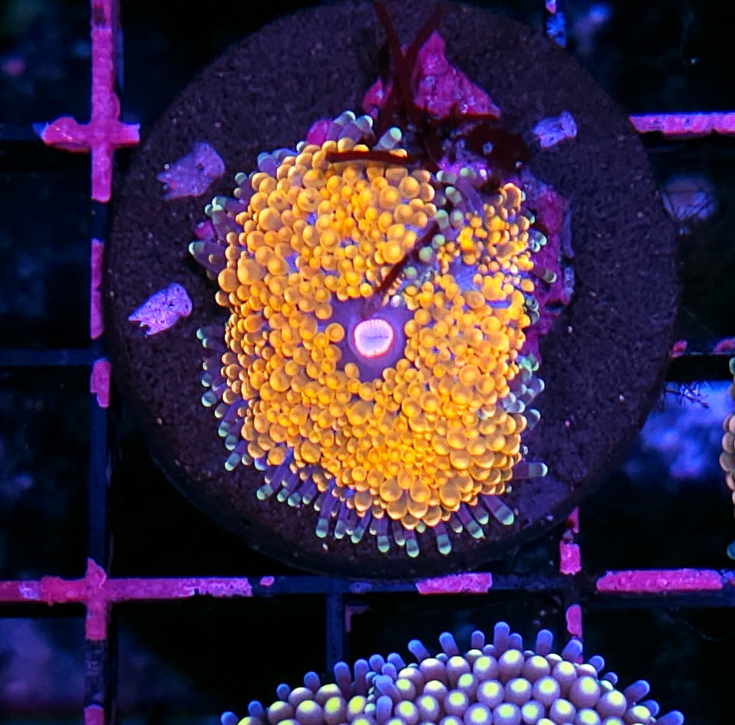 Orange Sorbet Ricordea