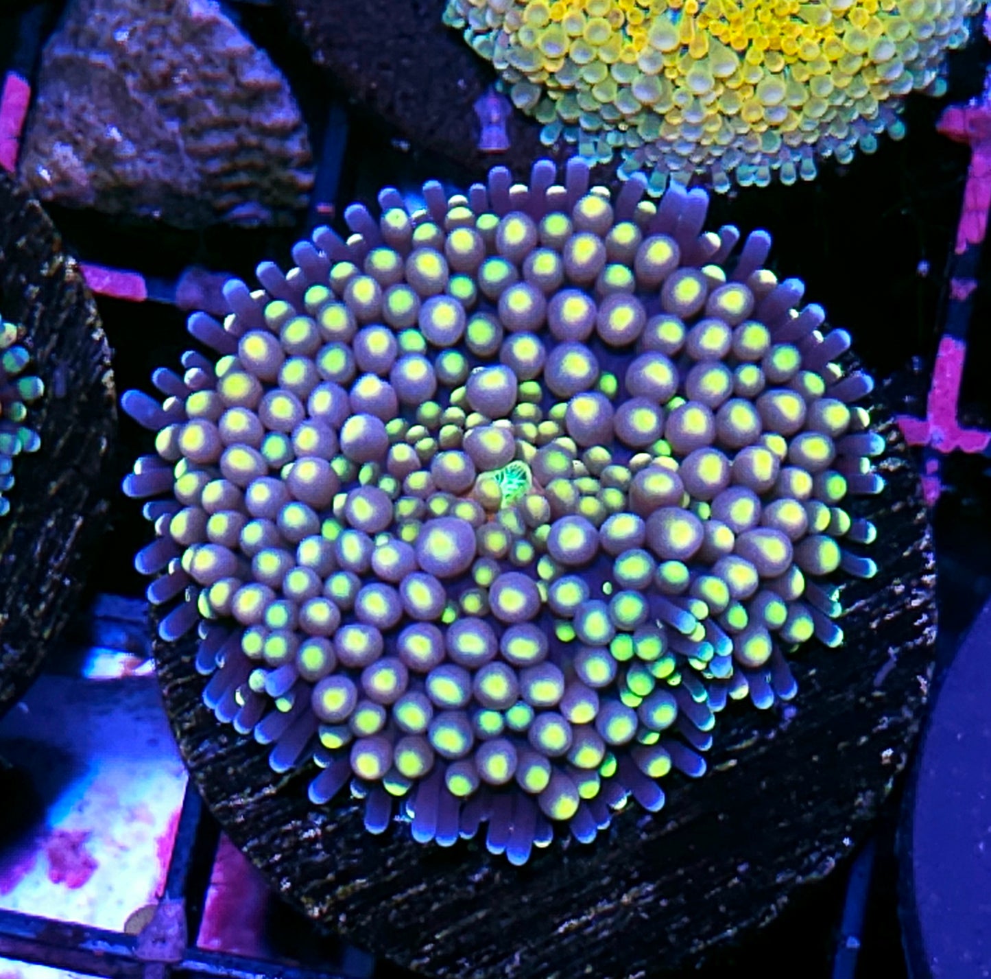 Radion Ricordea