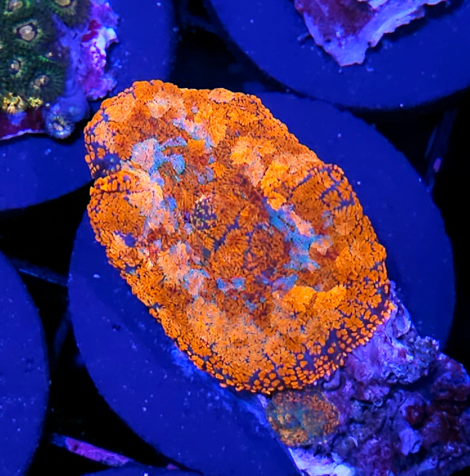 Pyro Patchwork Mushroom