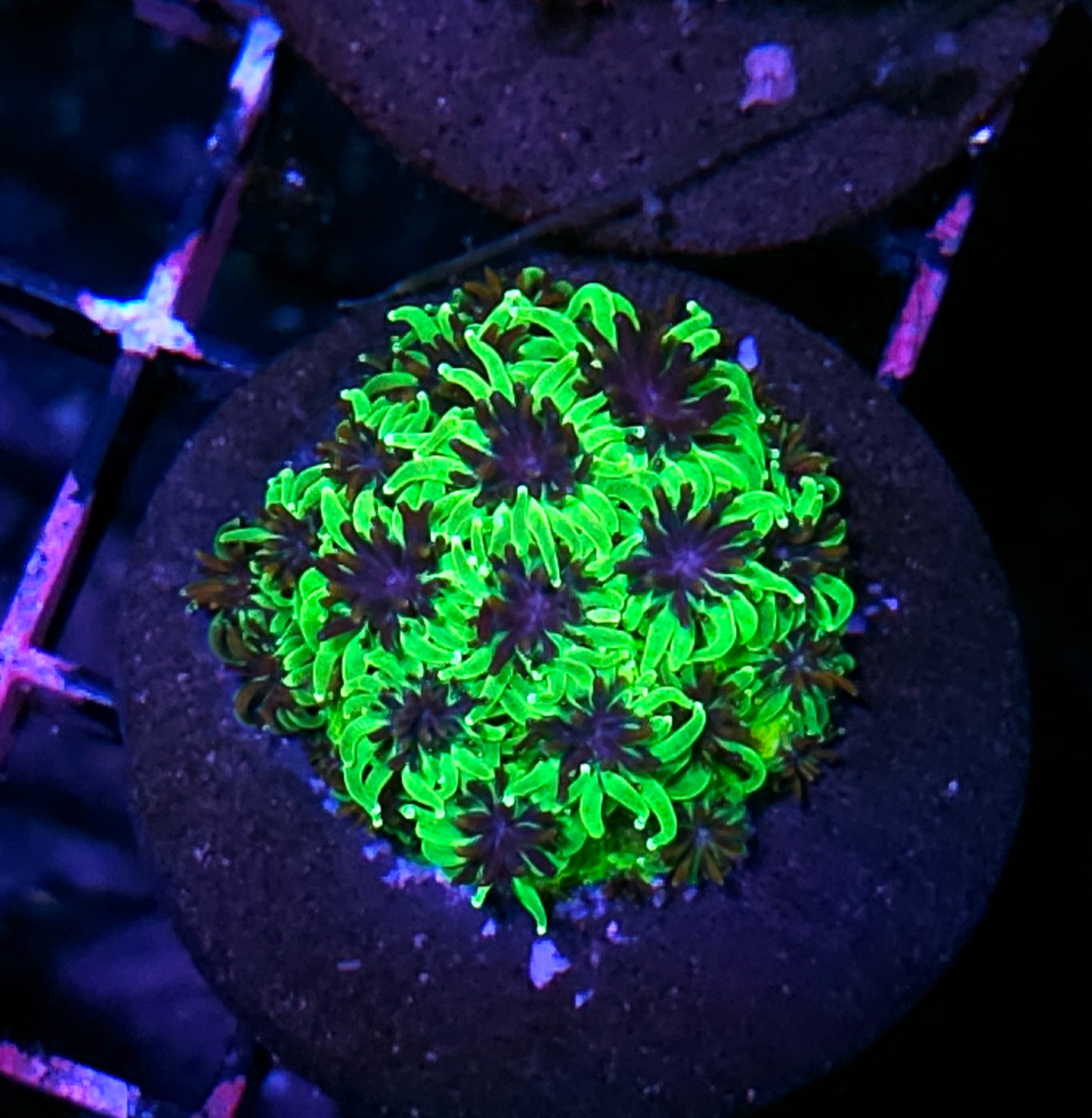 Slimeball Galaxia