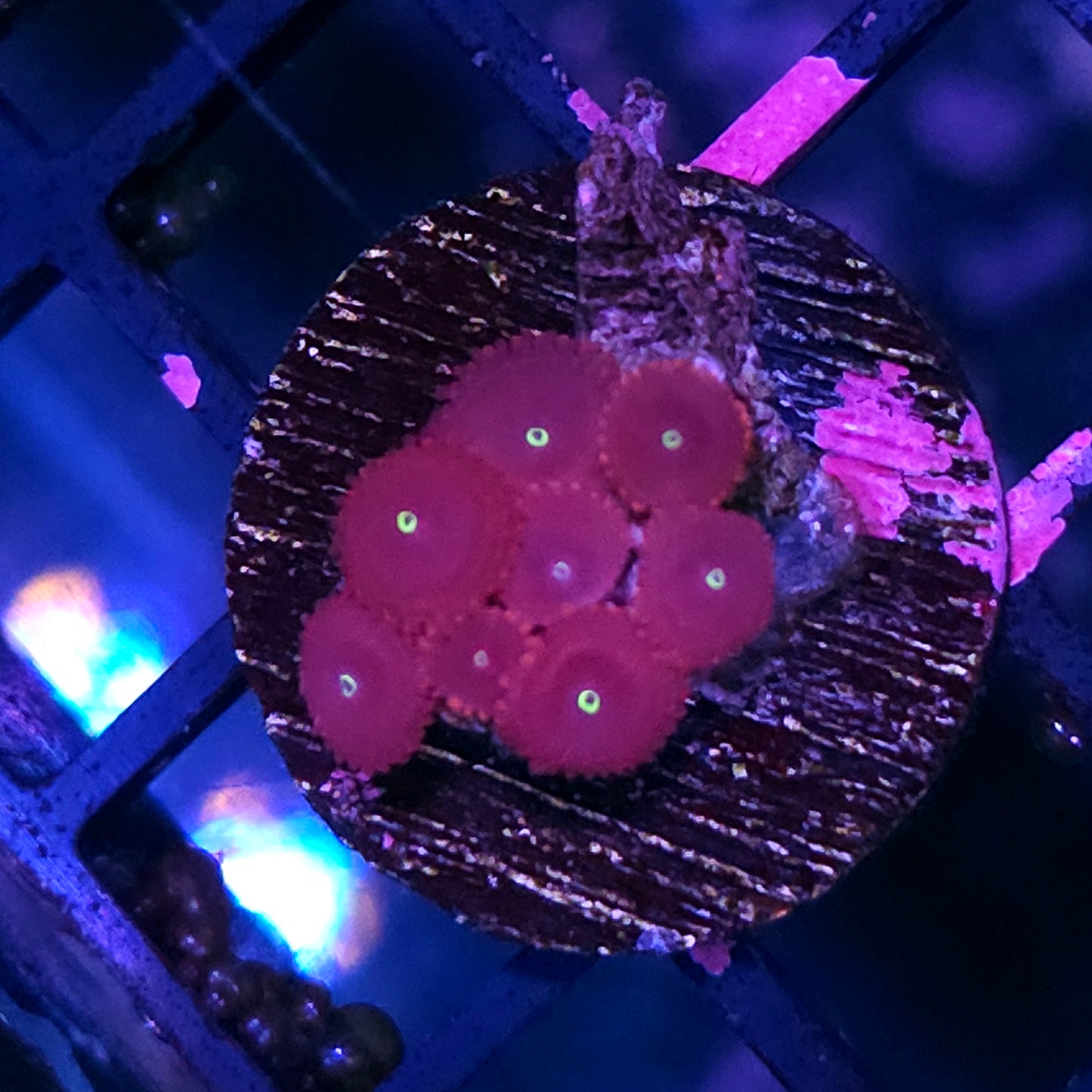 Rpe Zoas