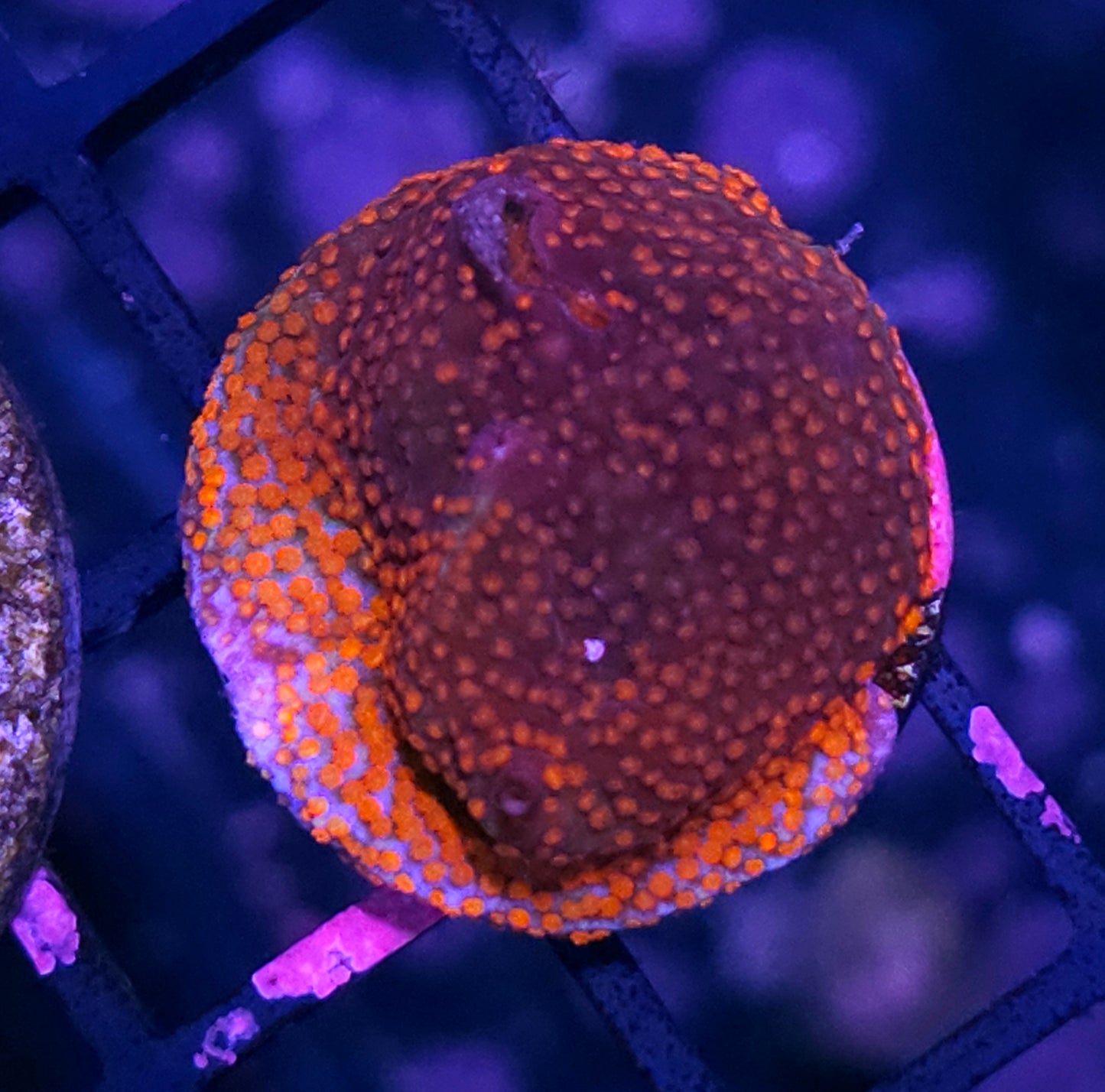 Burnout Montipora