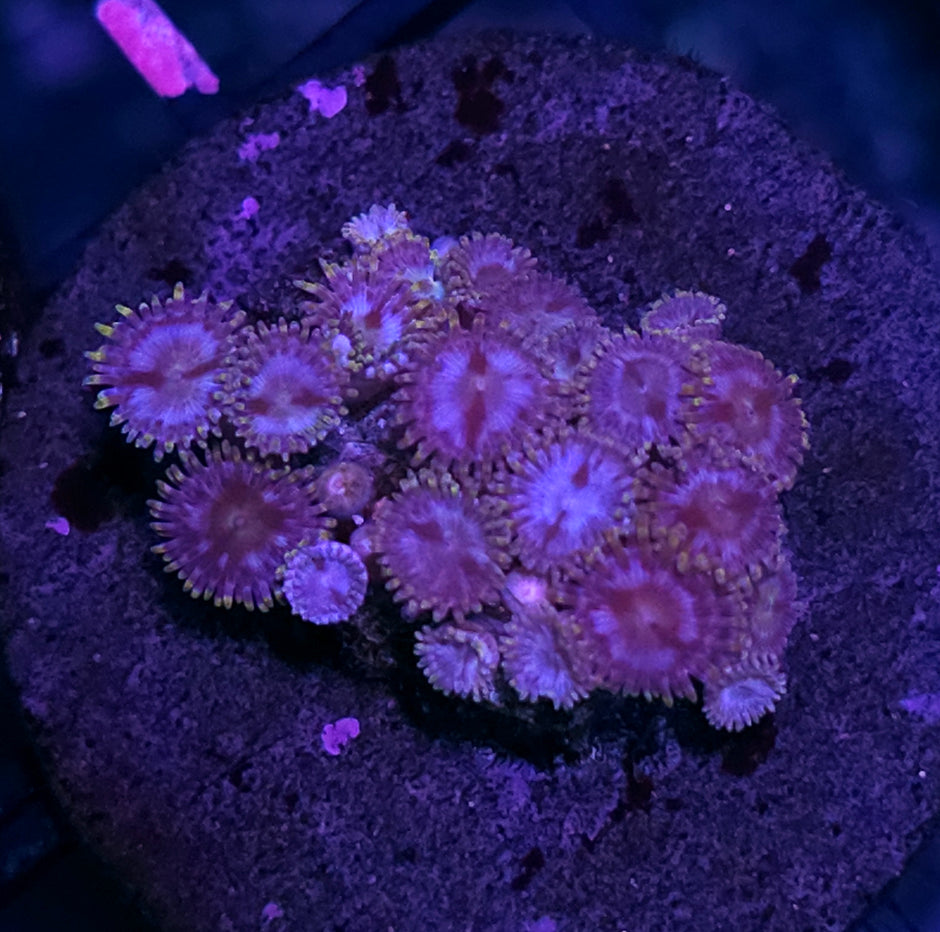 Lavender Fields Zoas