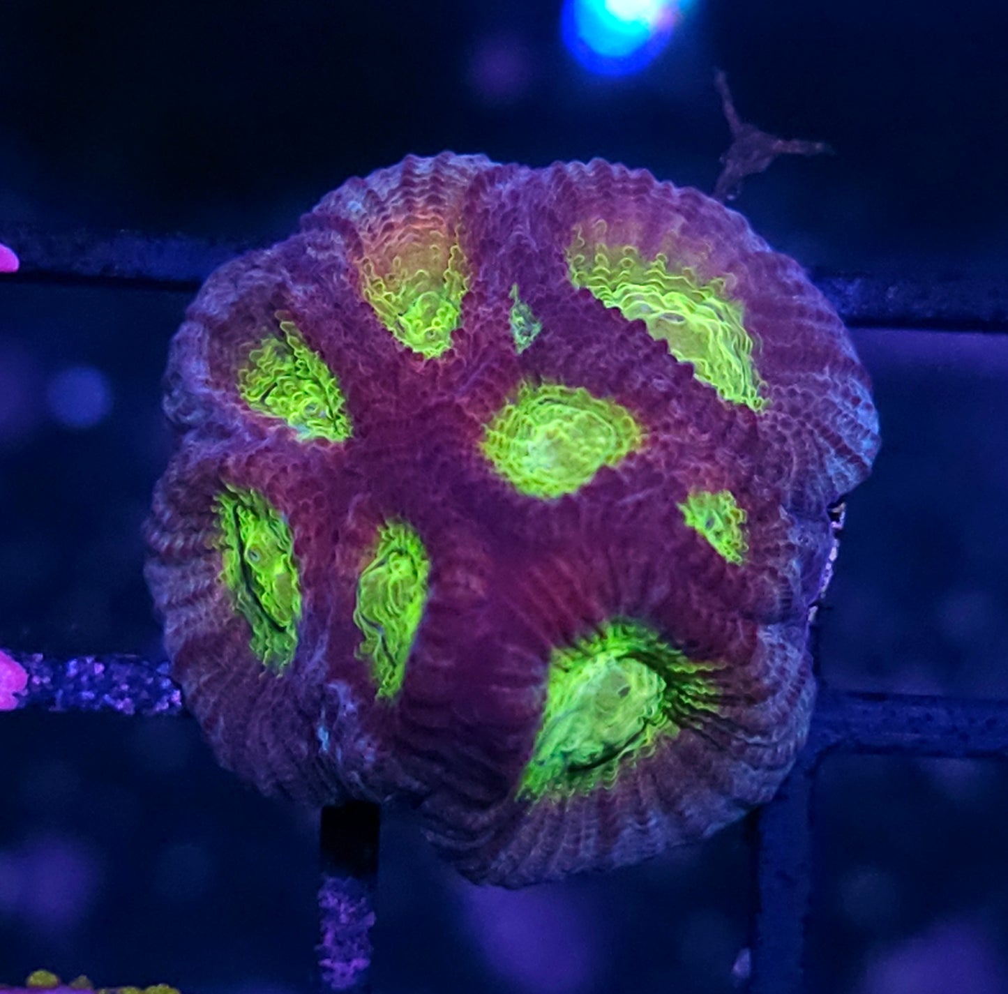 HF Horizons Favia