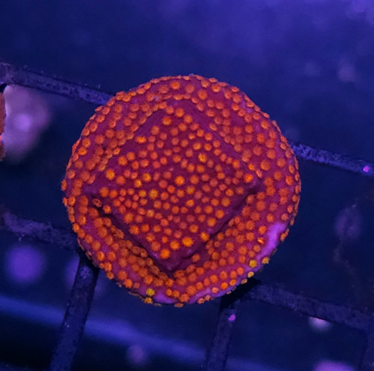 Flaming Montipora