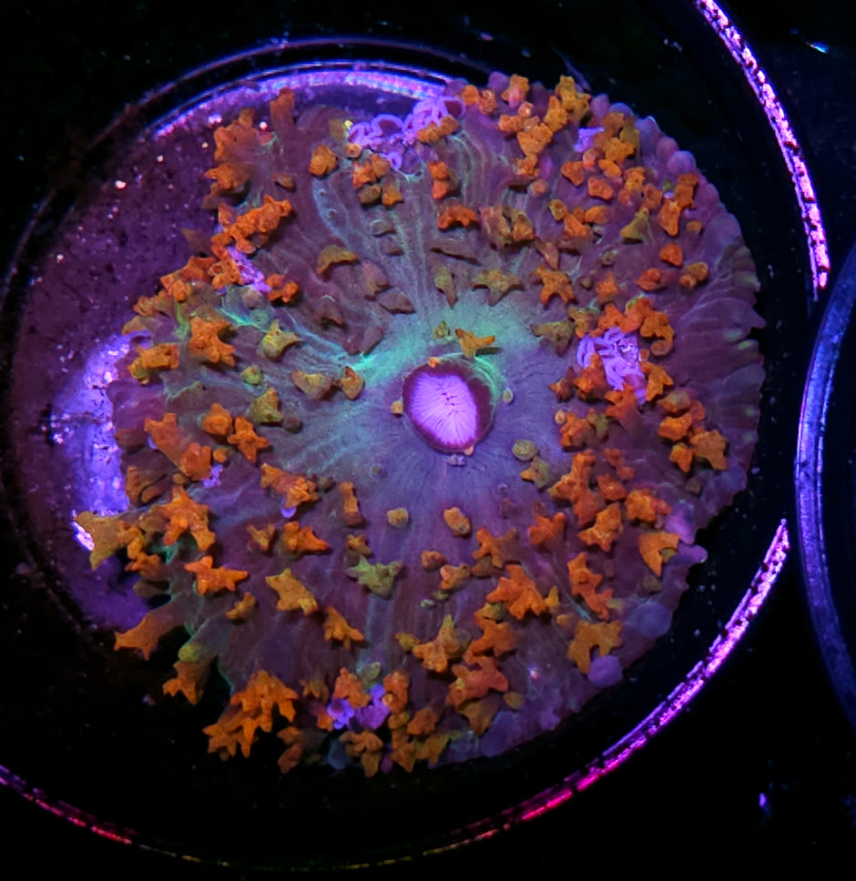 OOAK Rainbow St Thomas Mushroom