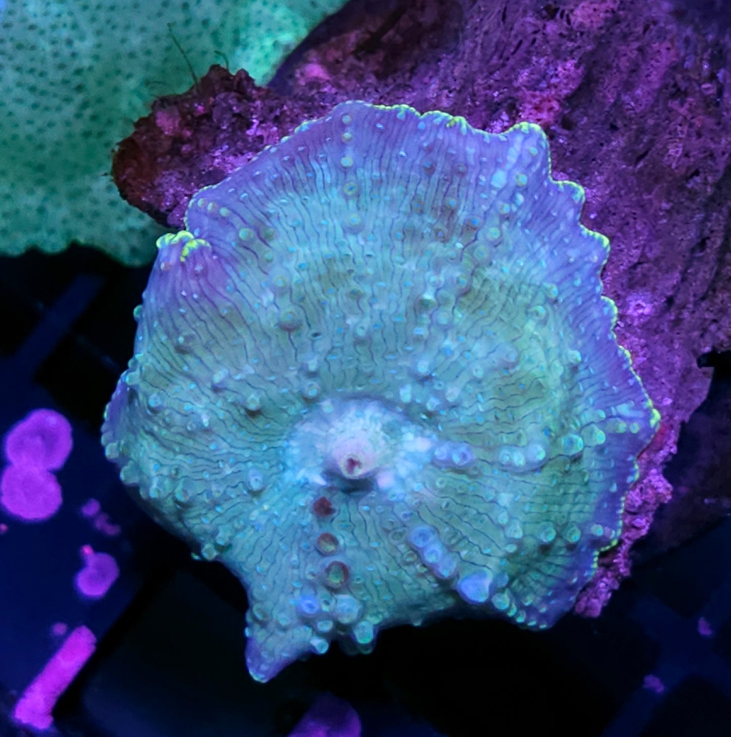 Cameo Mushroom