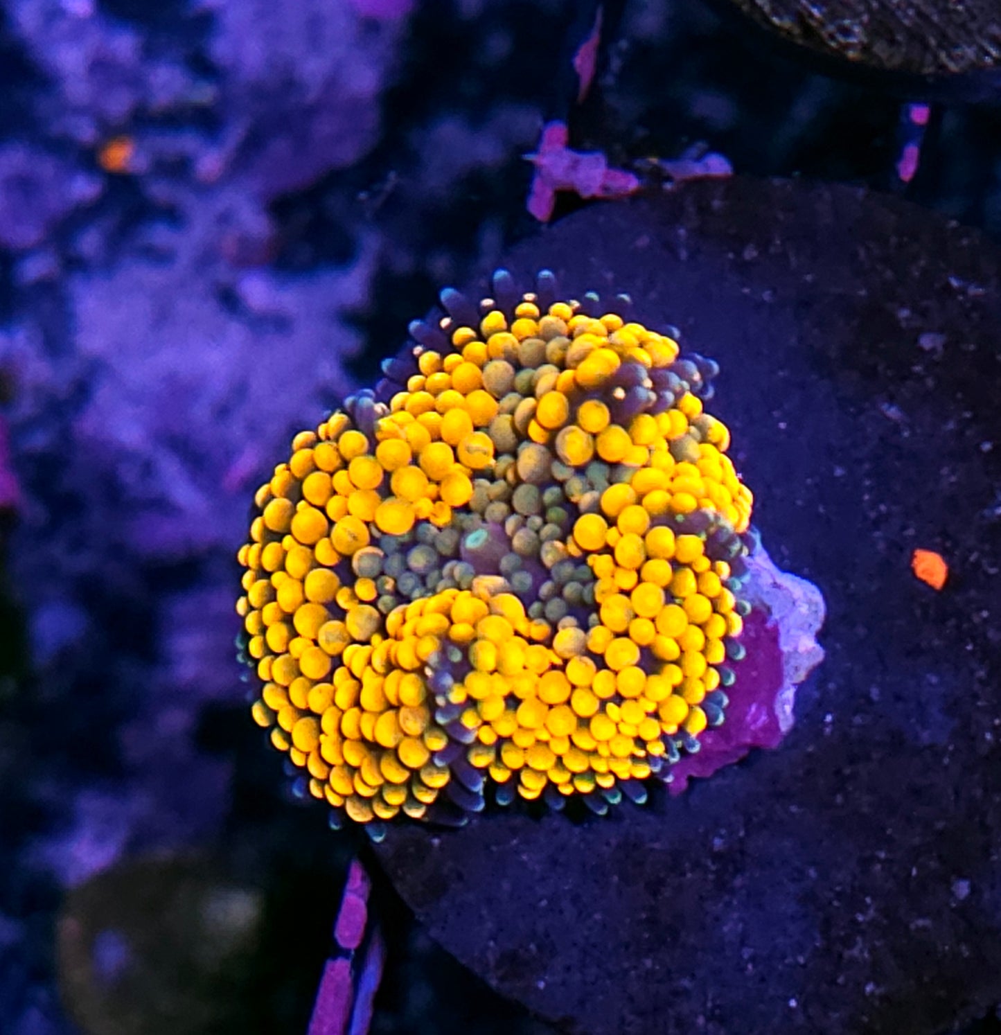 Epic Orange Ricordea