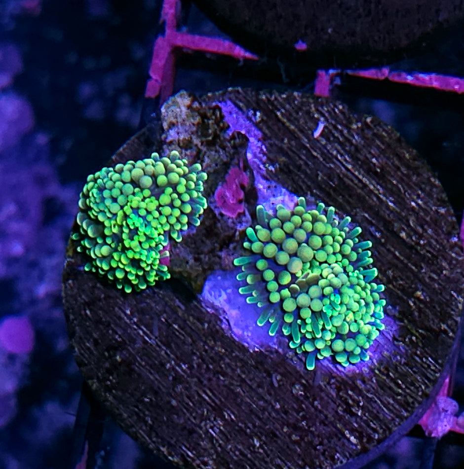 Funky Ricordeas