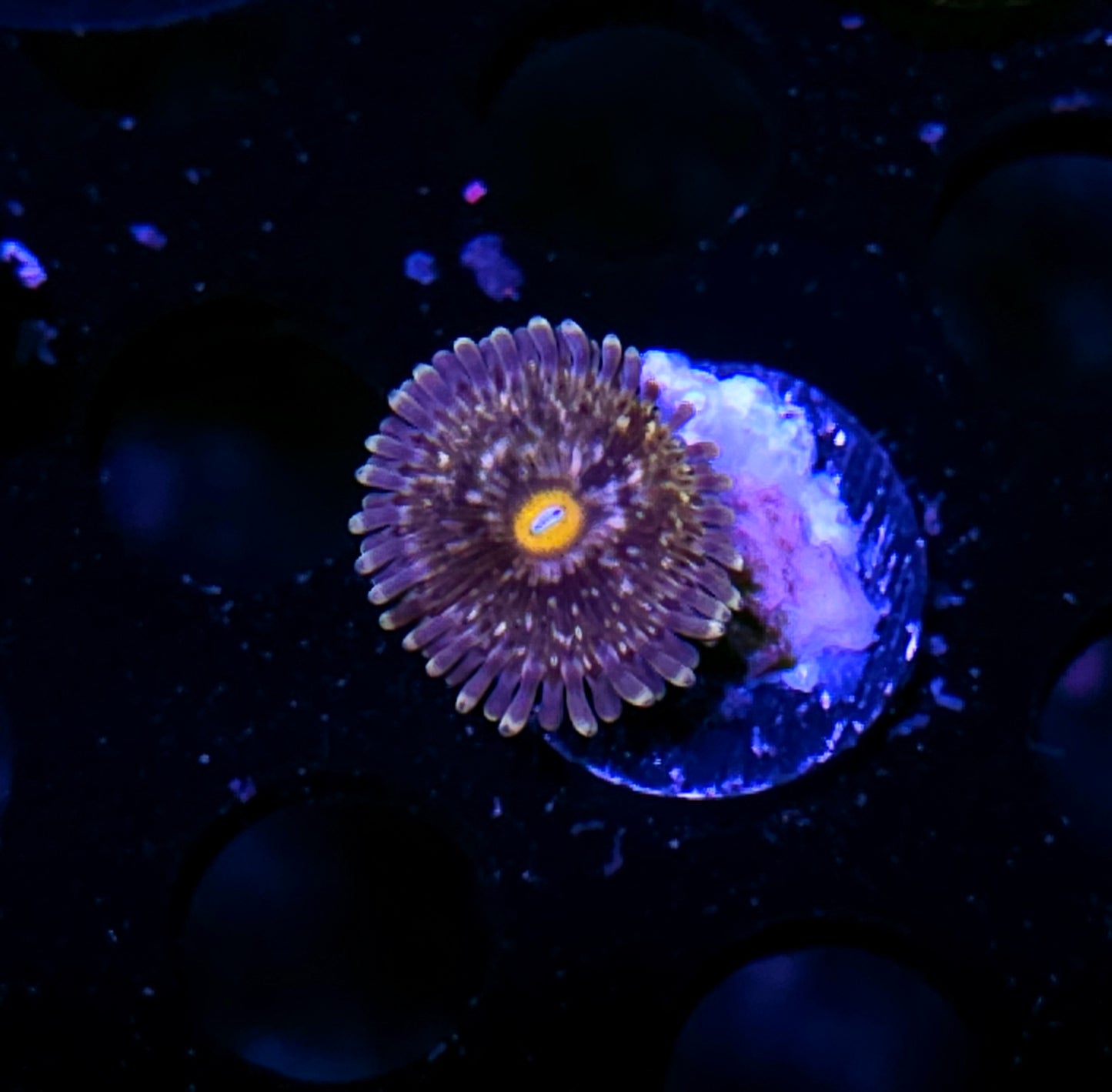HF Horned Owl Zoas