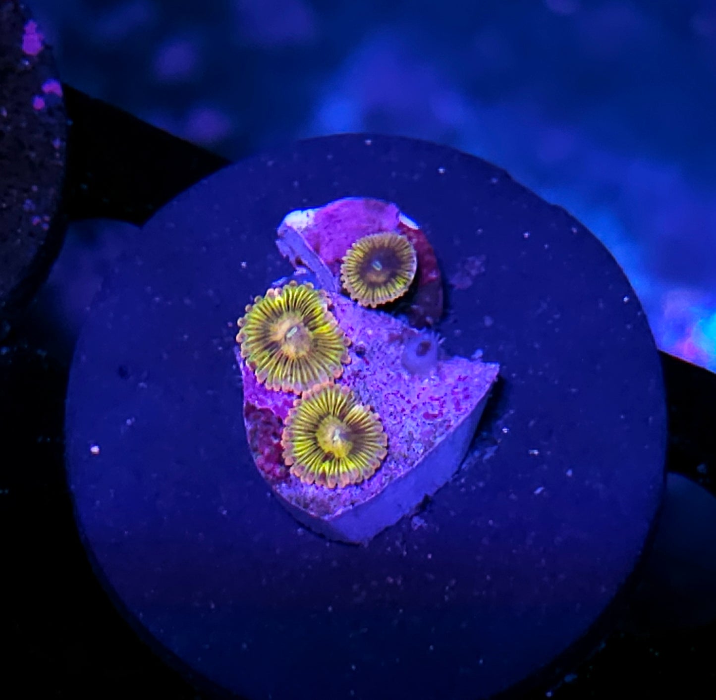 Stratocaster Zoas
