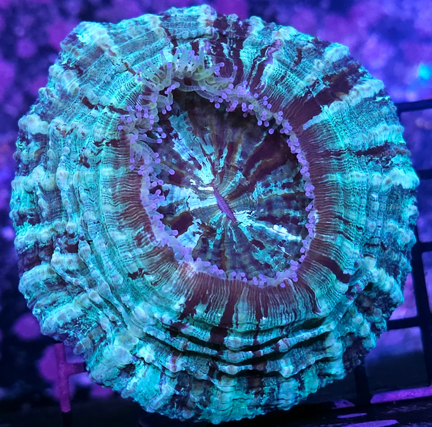 Shattered Light Acanthophyllia