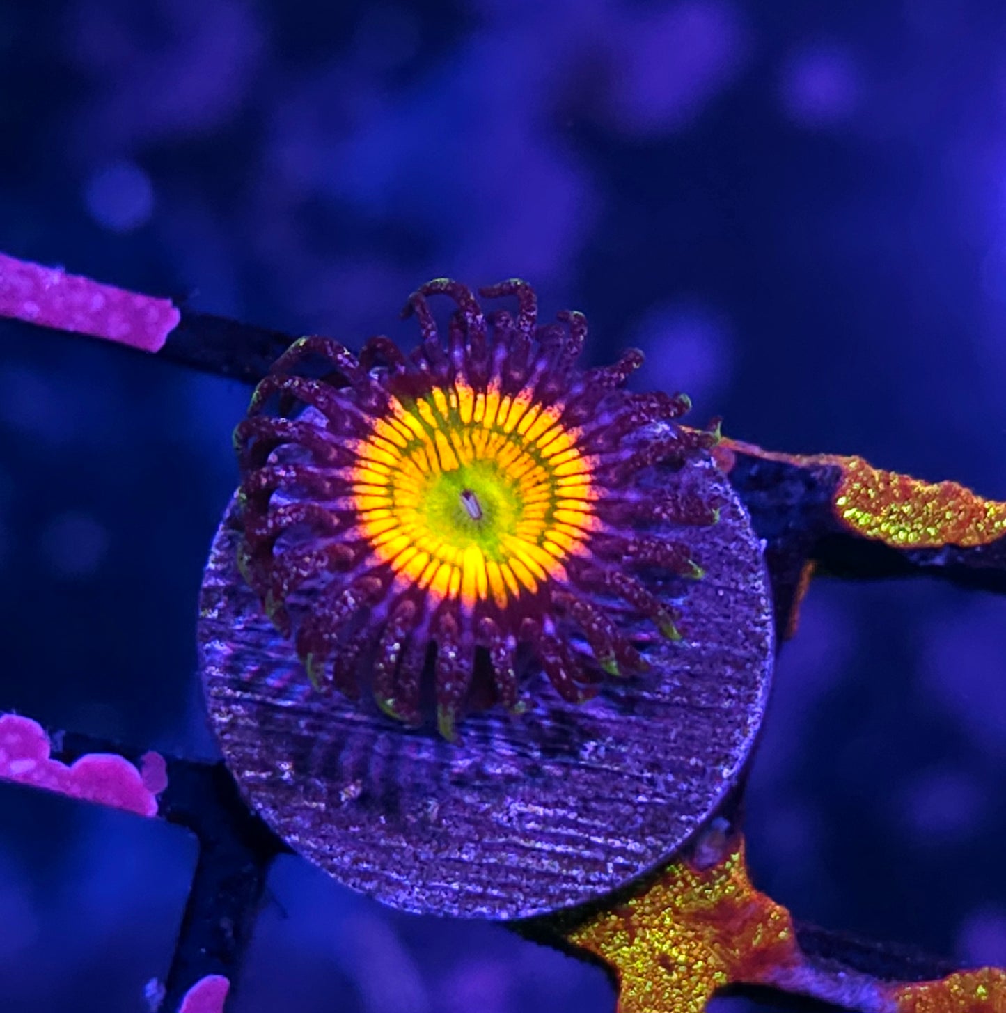 Sunny D Zoas