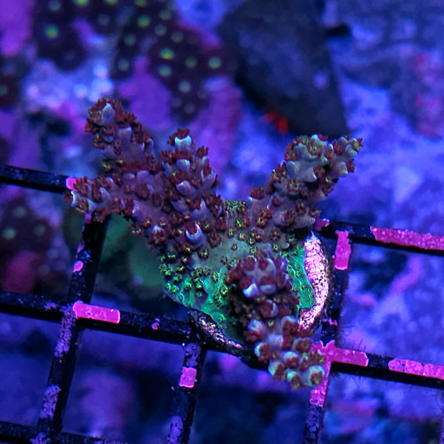 Augmented Reality Acropora