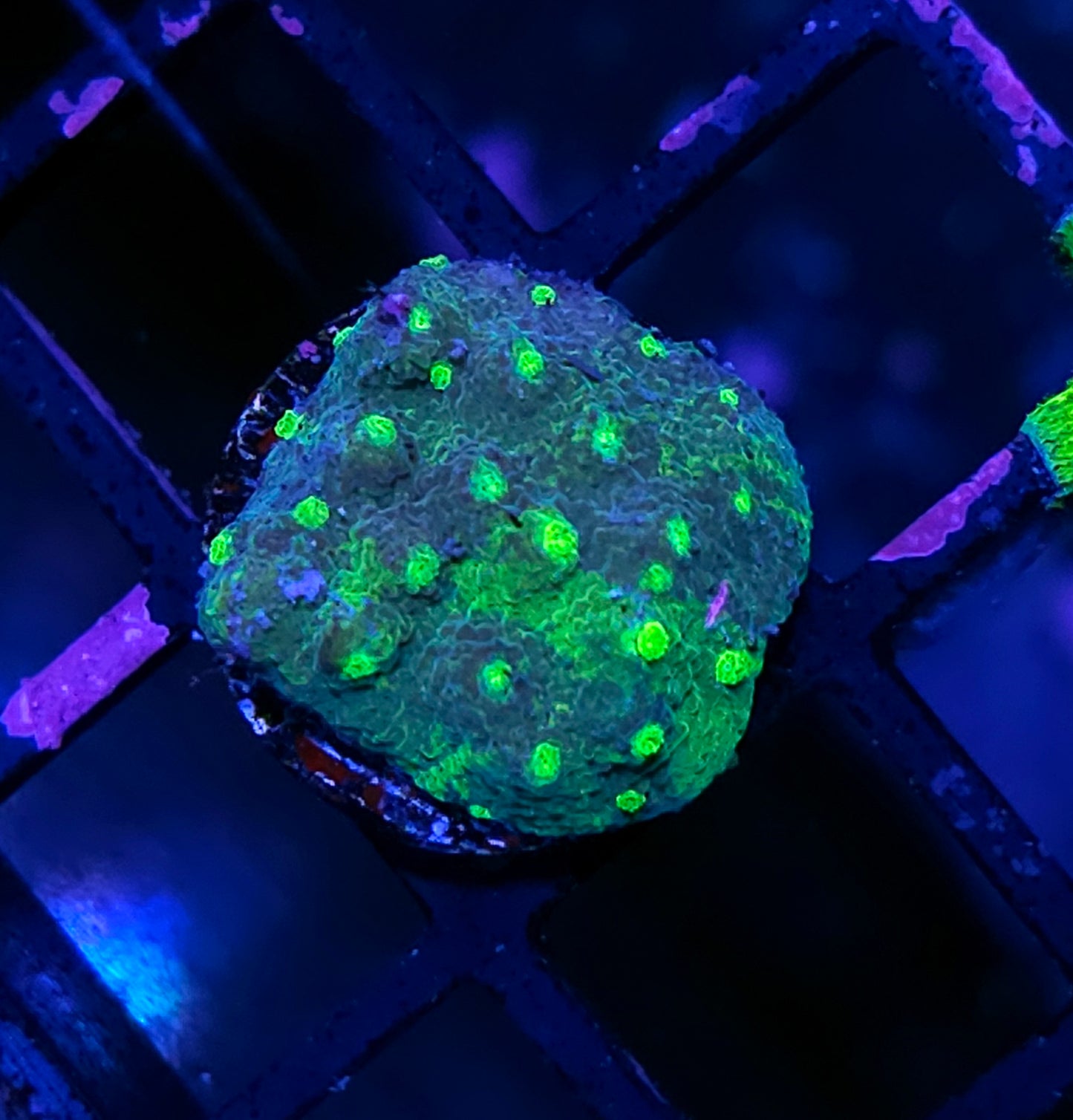 HF Tye Dye Astreopora