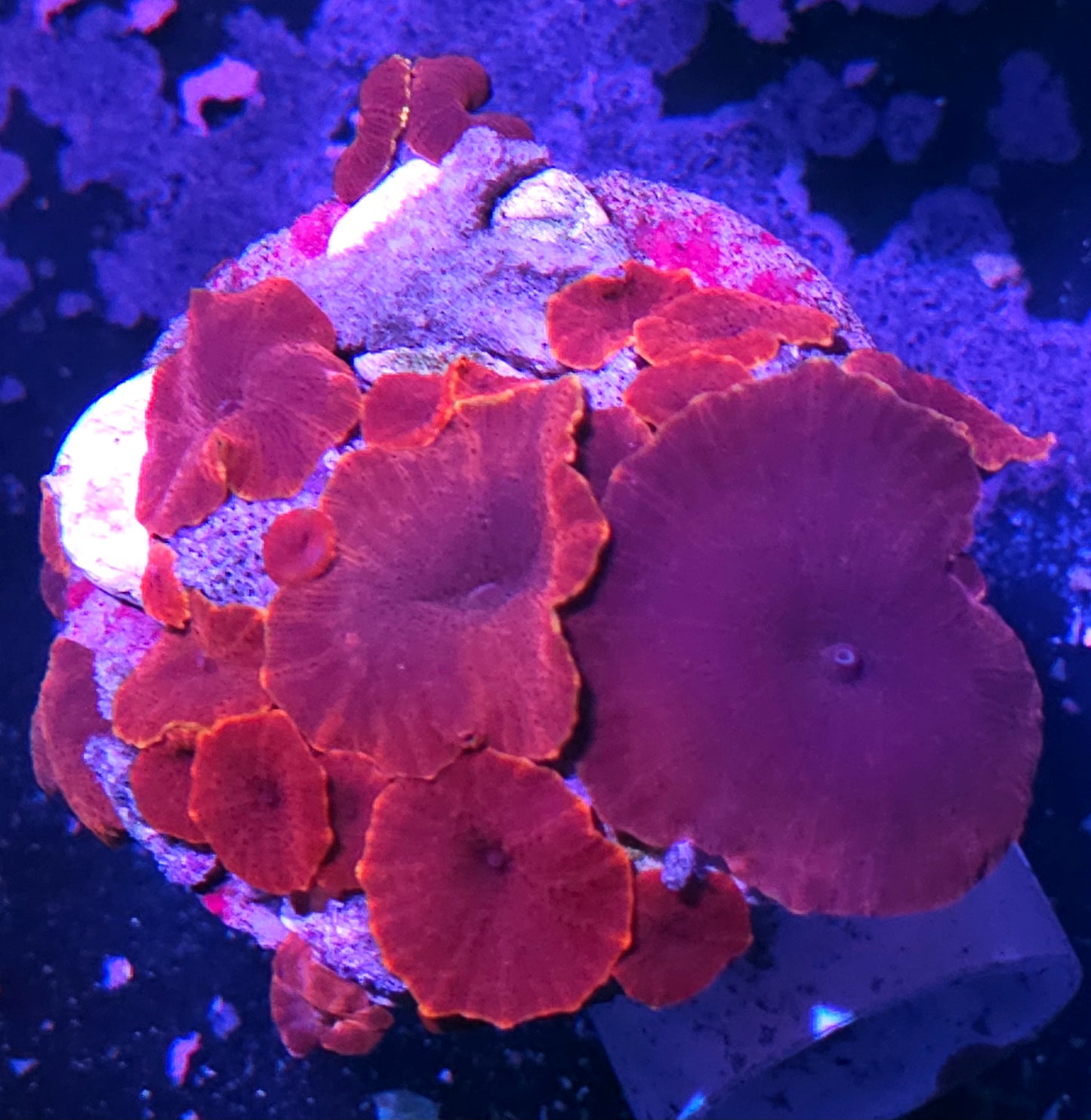 Magneto Orange Rim Mushroom Colony