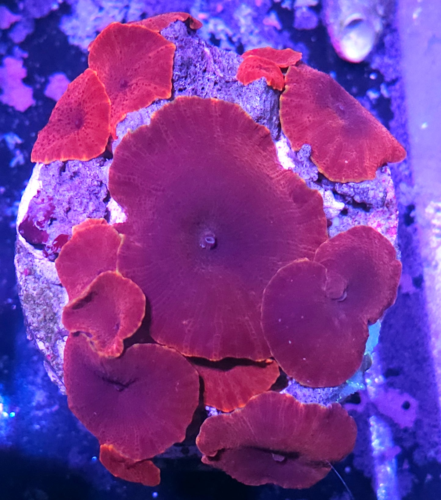 Magneto Mushroom Colony ORANGE RIM