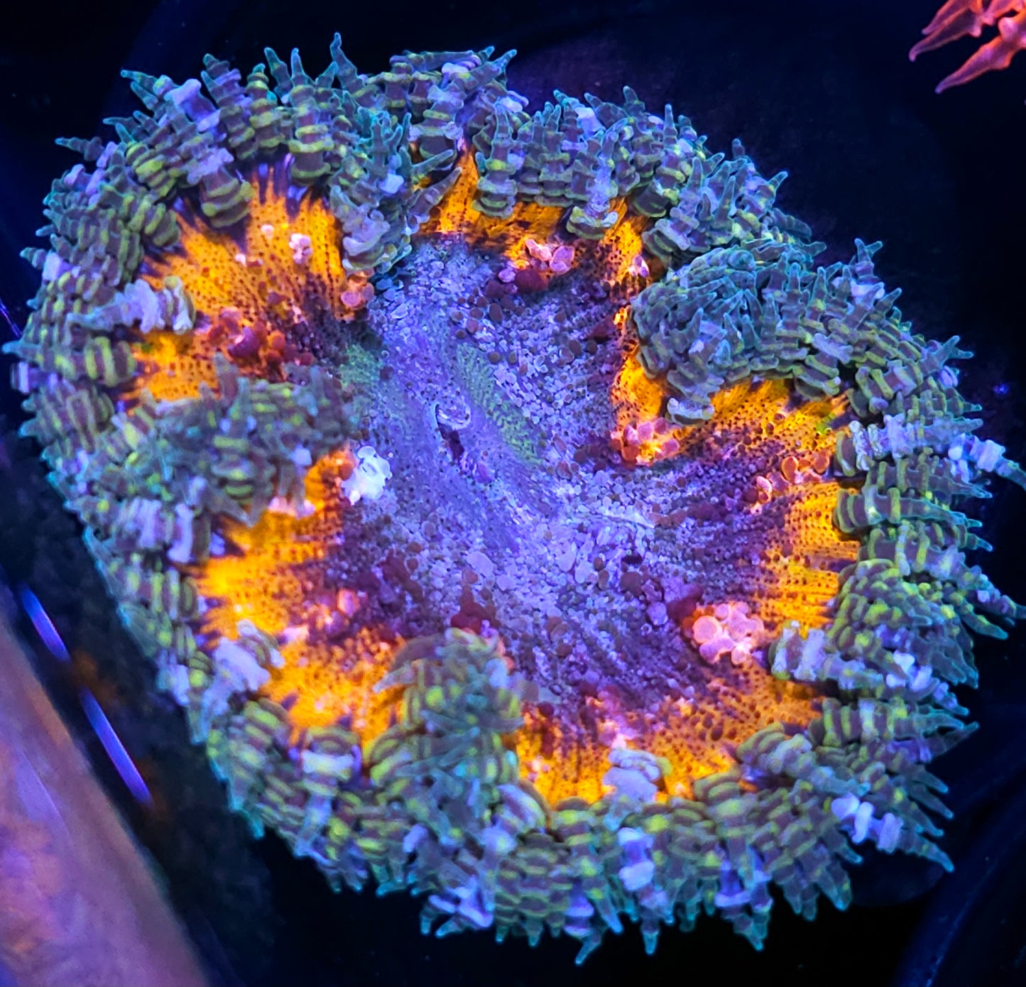 Mind Bender Flower Anemone