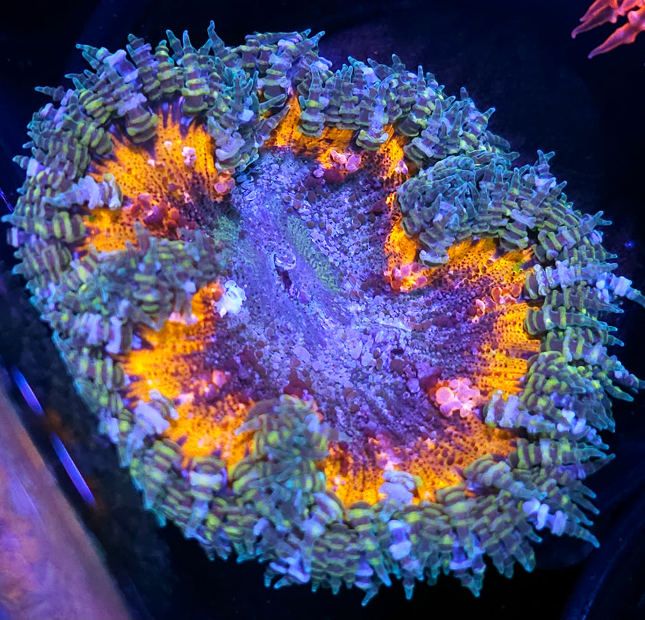 Mind Bender Flower Anemone