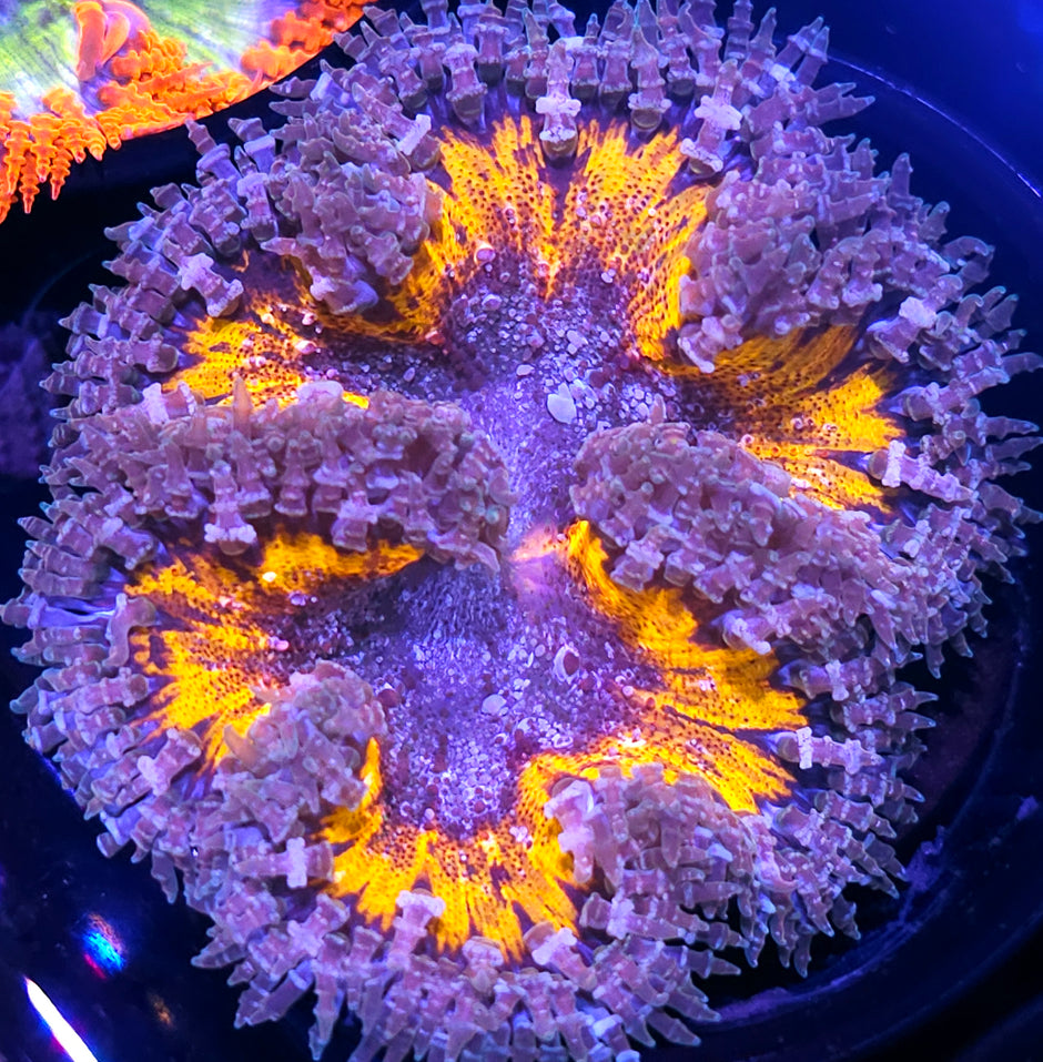 Earthquake Flower Anemone