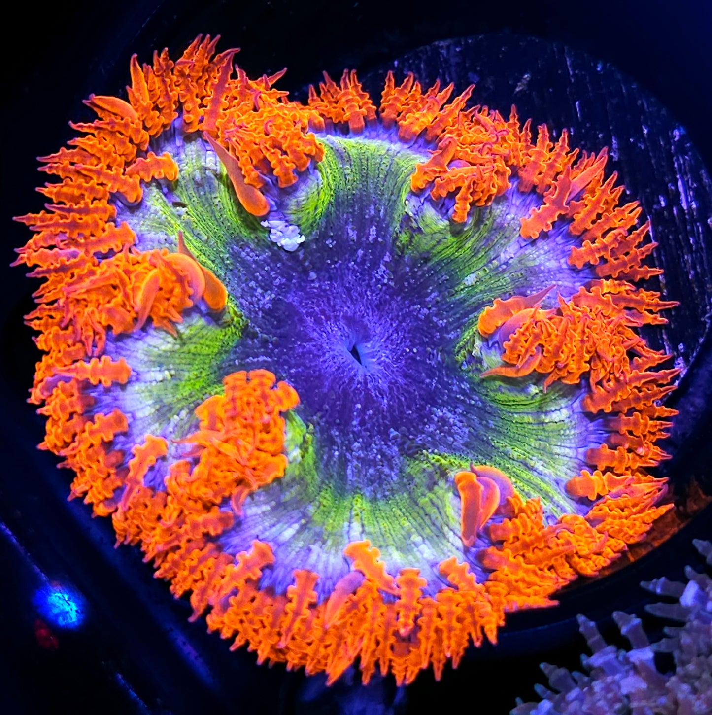 Super Quasar Flower Anemone