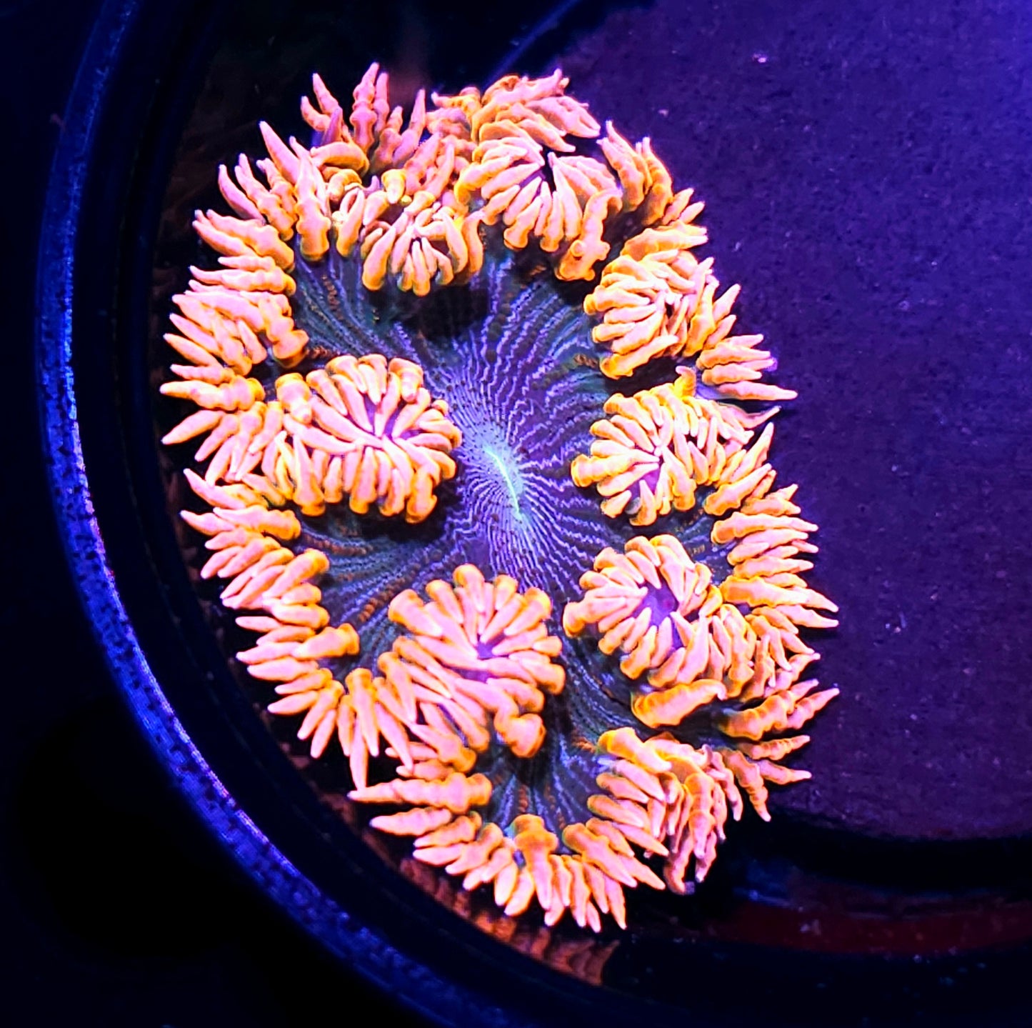 Pink Zebra Flower Anemone