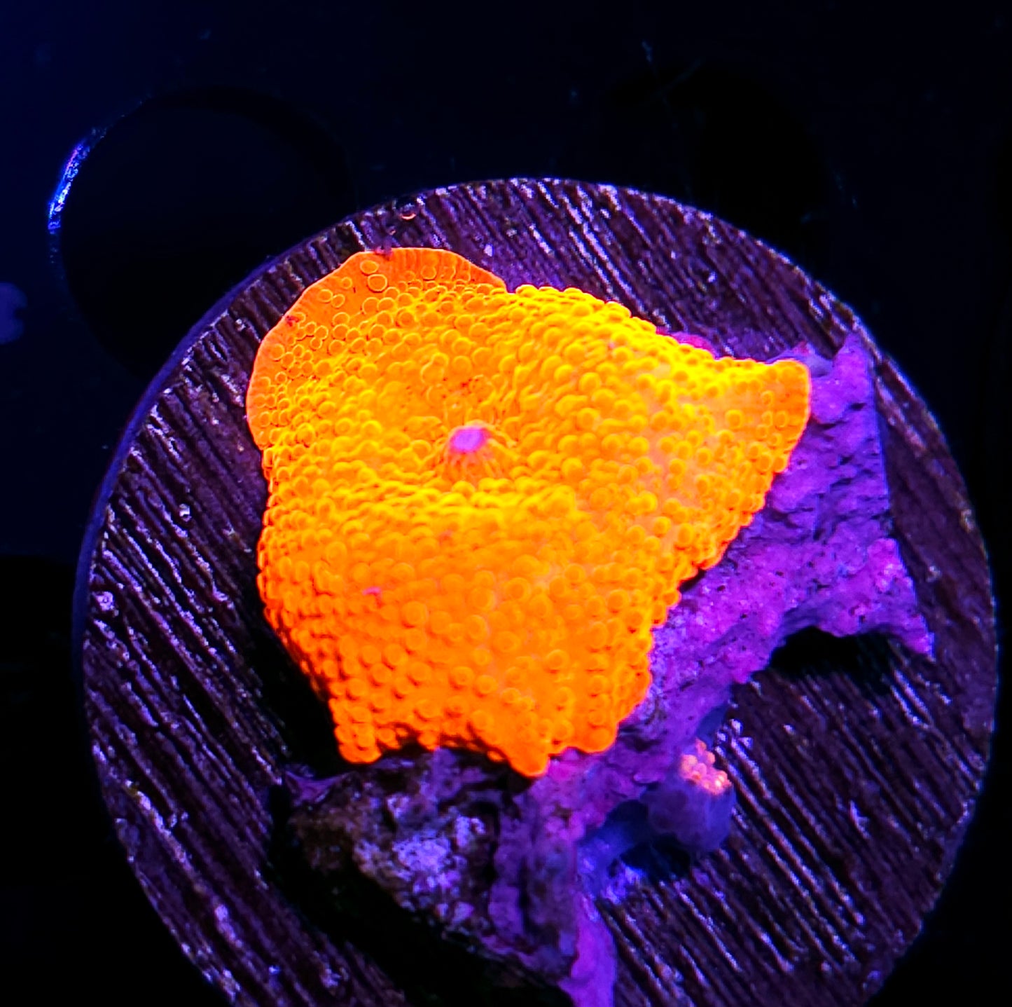 HF Scarlett Begonias Mushroom